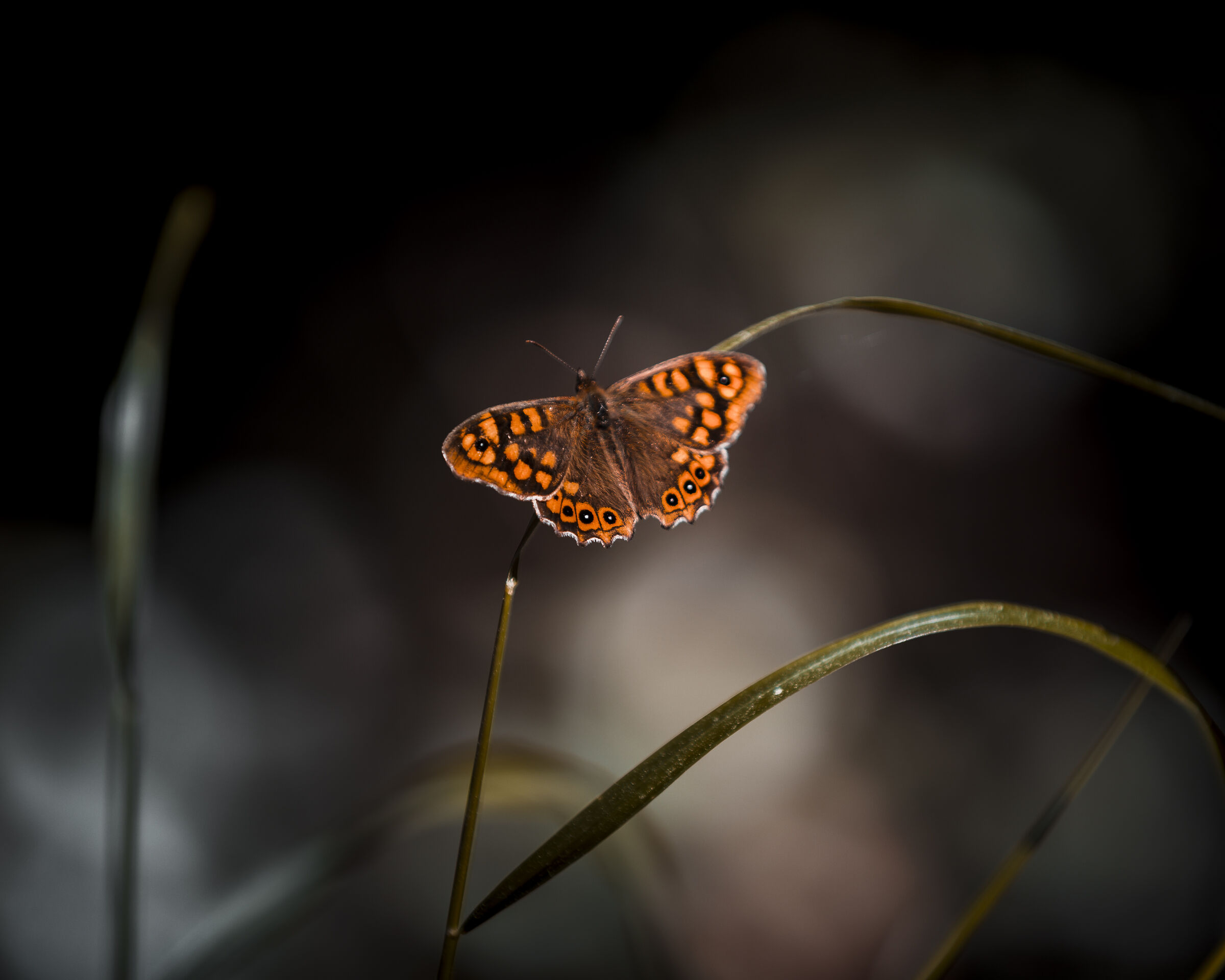 The wonders of Spring