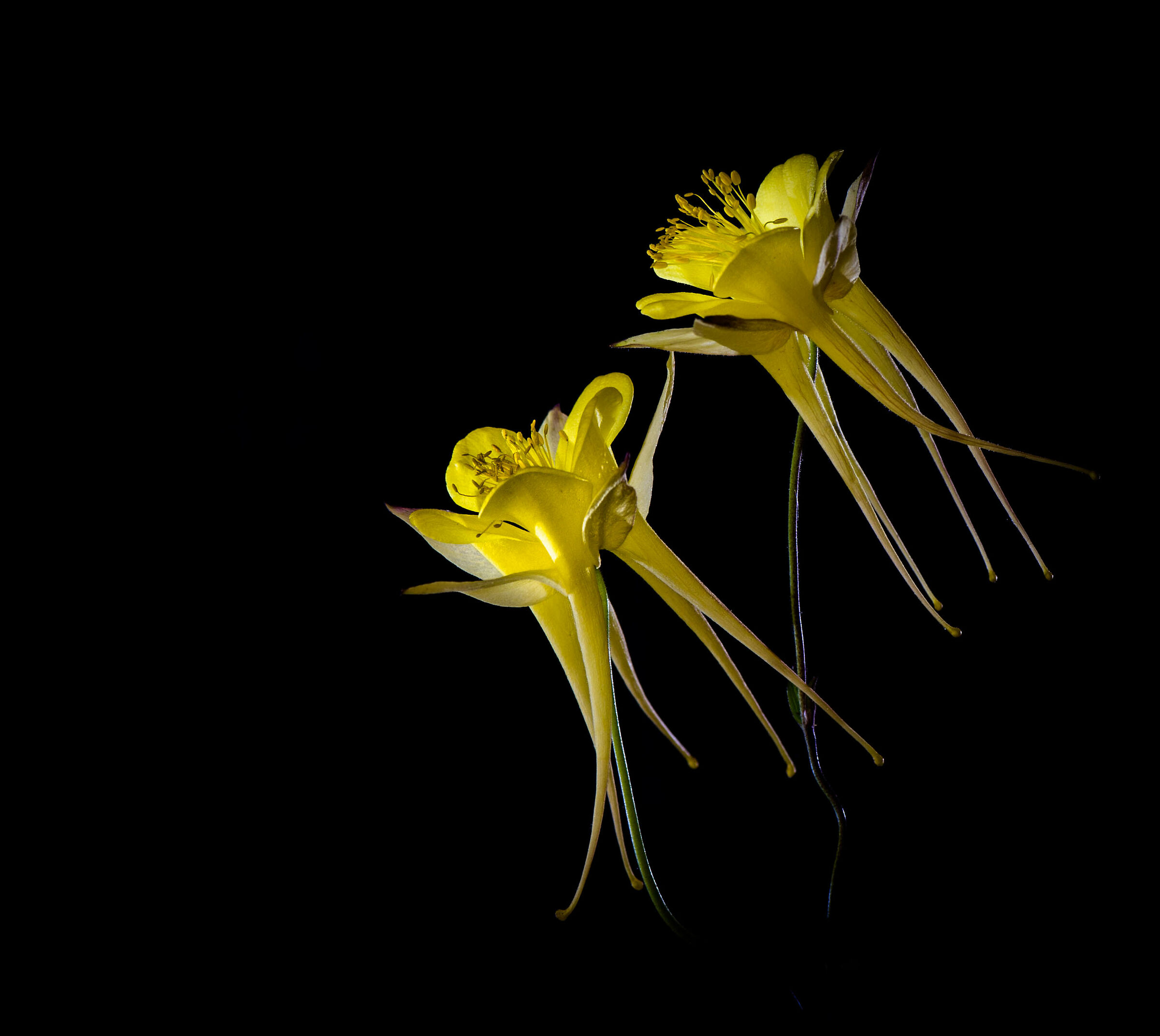 Aquilegia.