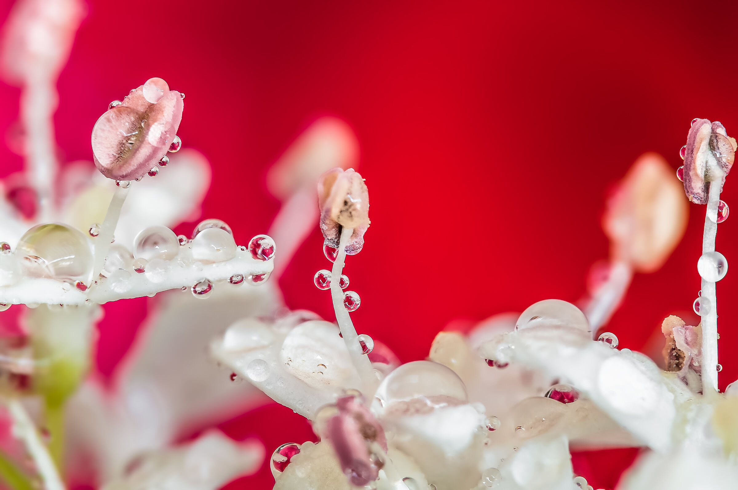 Drops and flowers Reflections Mario Nicorelli