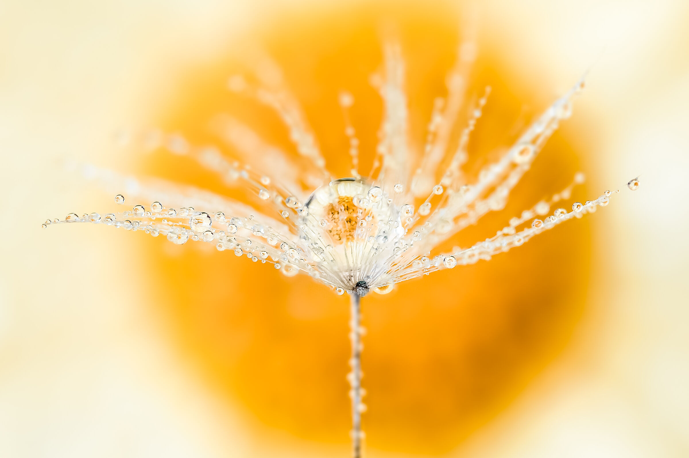 Drops e Flowers Gocce e Fiori Riflessi Mario Nicorelli