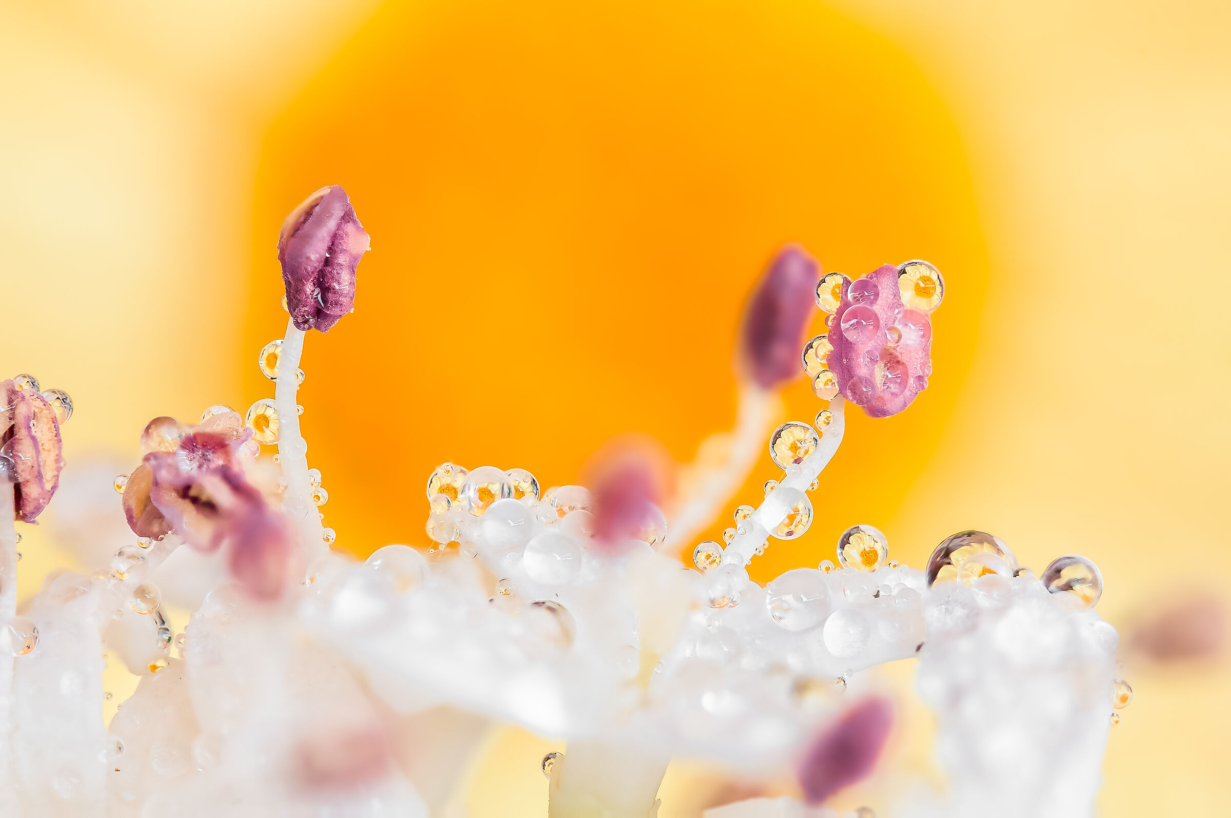 Drops Flowers with reflections