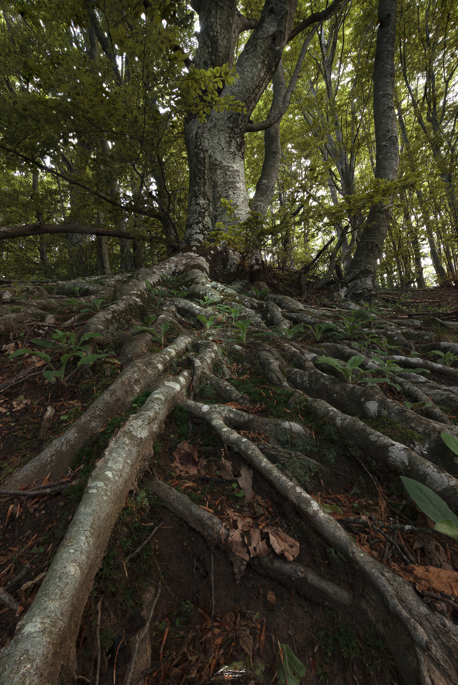 La forza delle radici