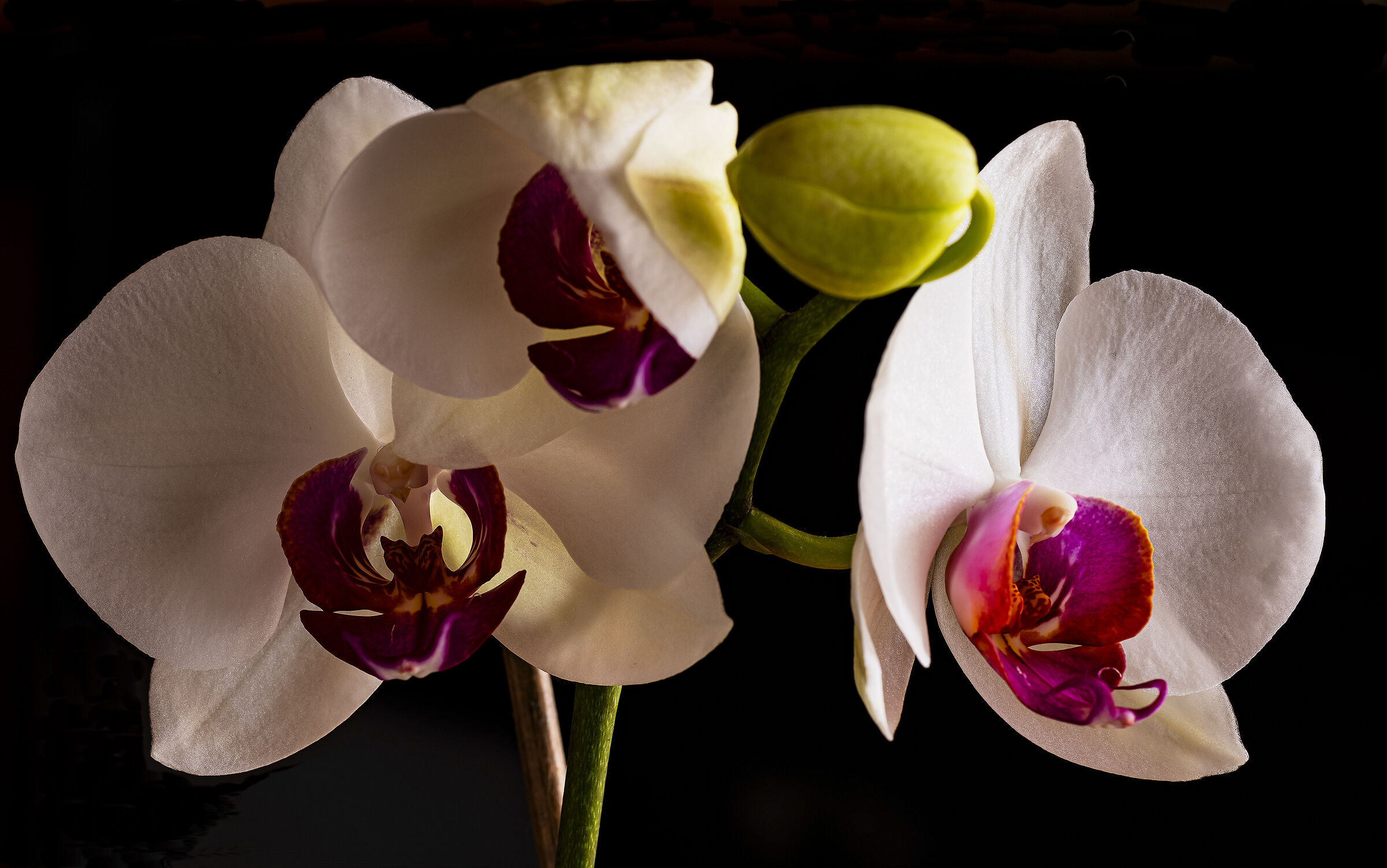 Sbocciano le Orchidee