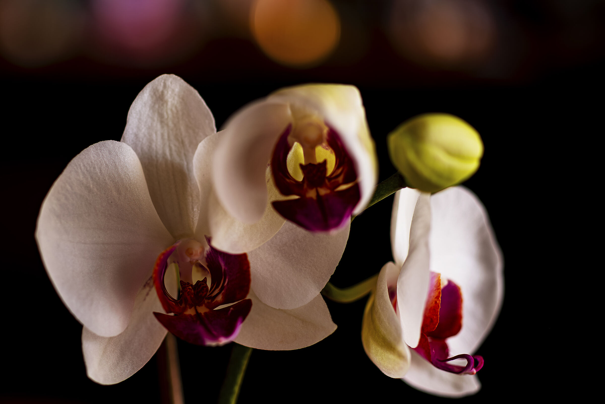 Sbocciano le Orchidee