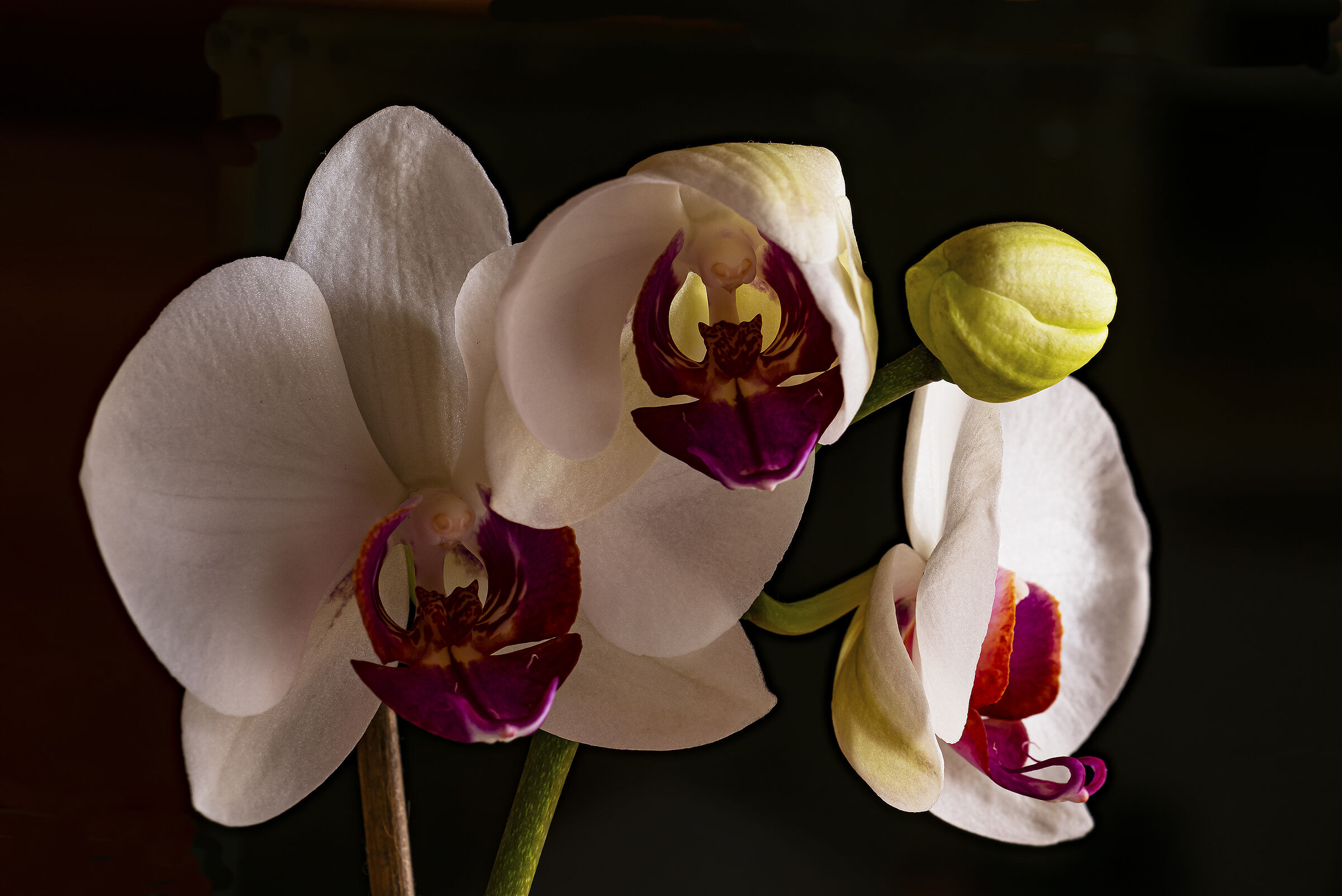 Sbocciano le Orchidee