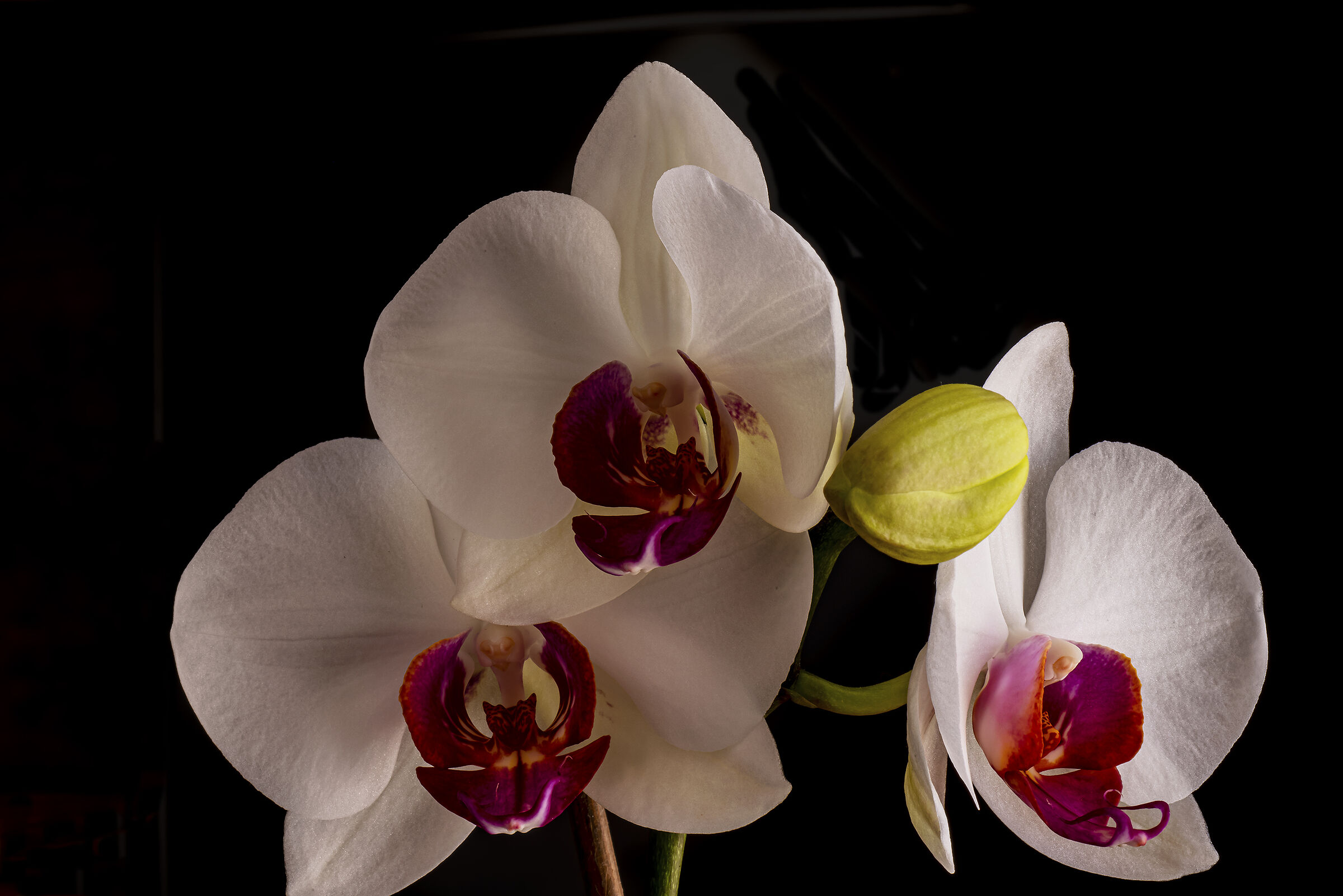 Sbocciano le Orchidee