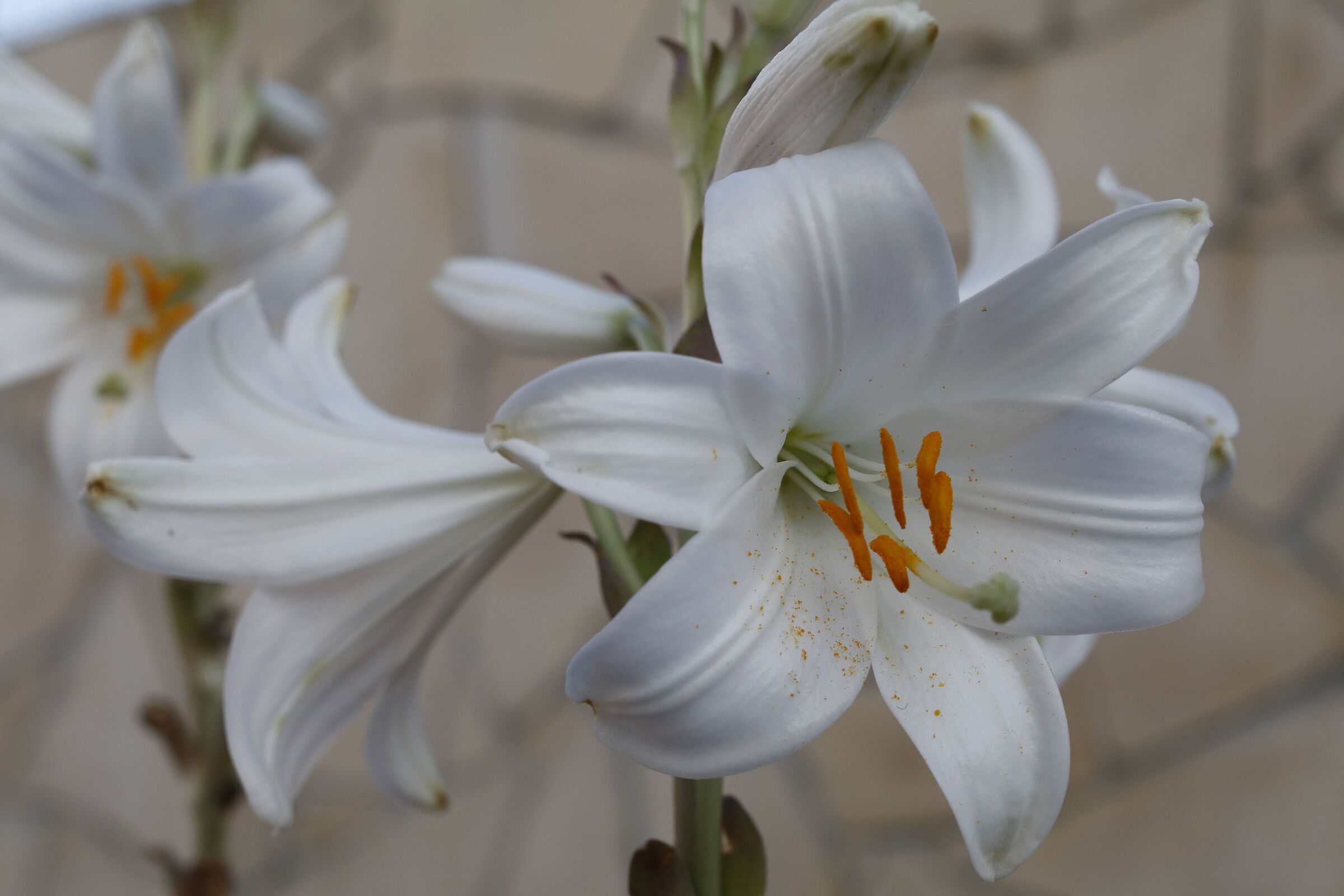 Lilies of St. Anthony