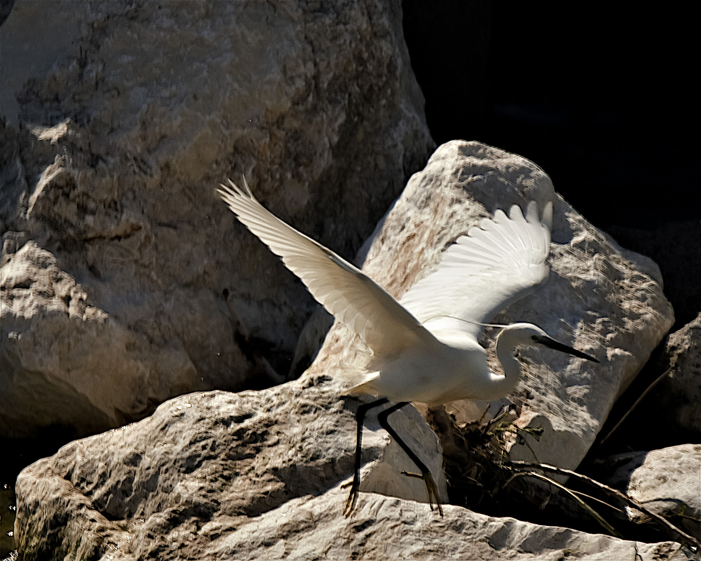 Egret in hunting