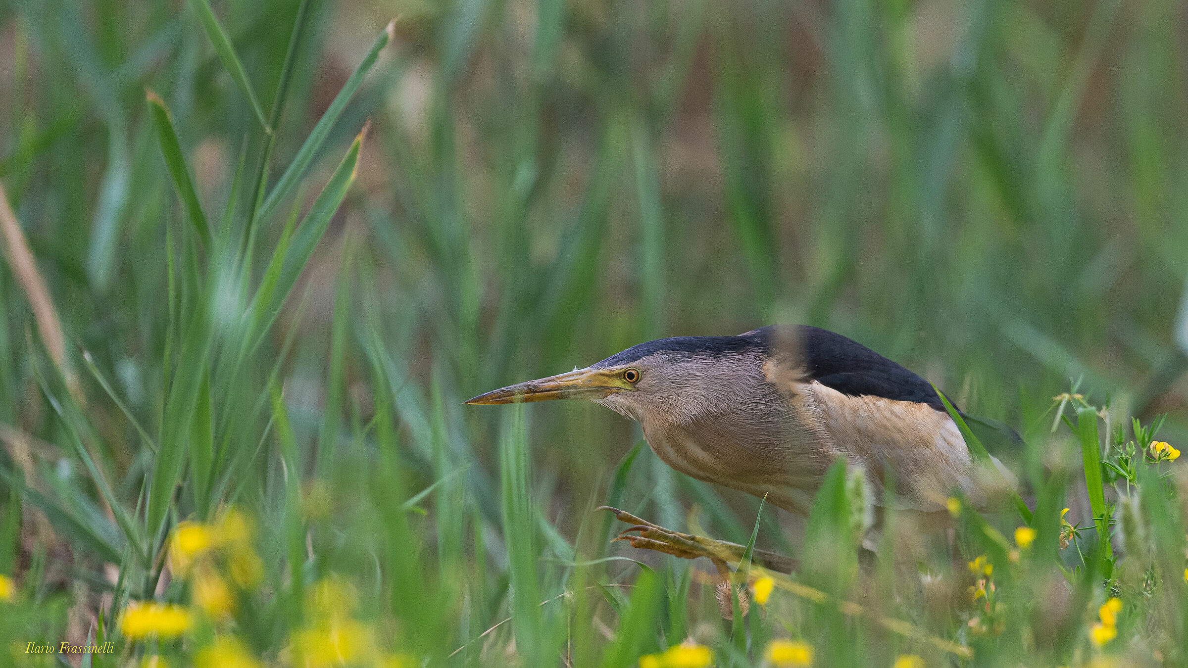 Little Bittern
