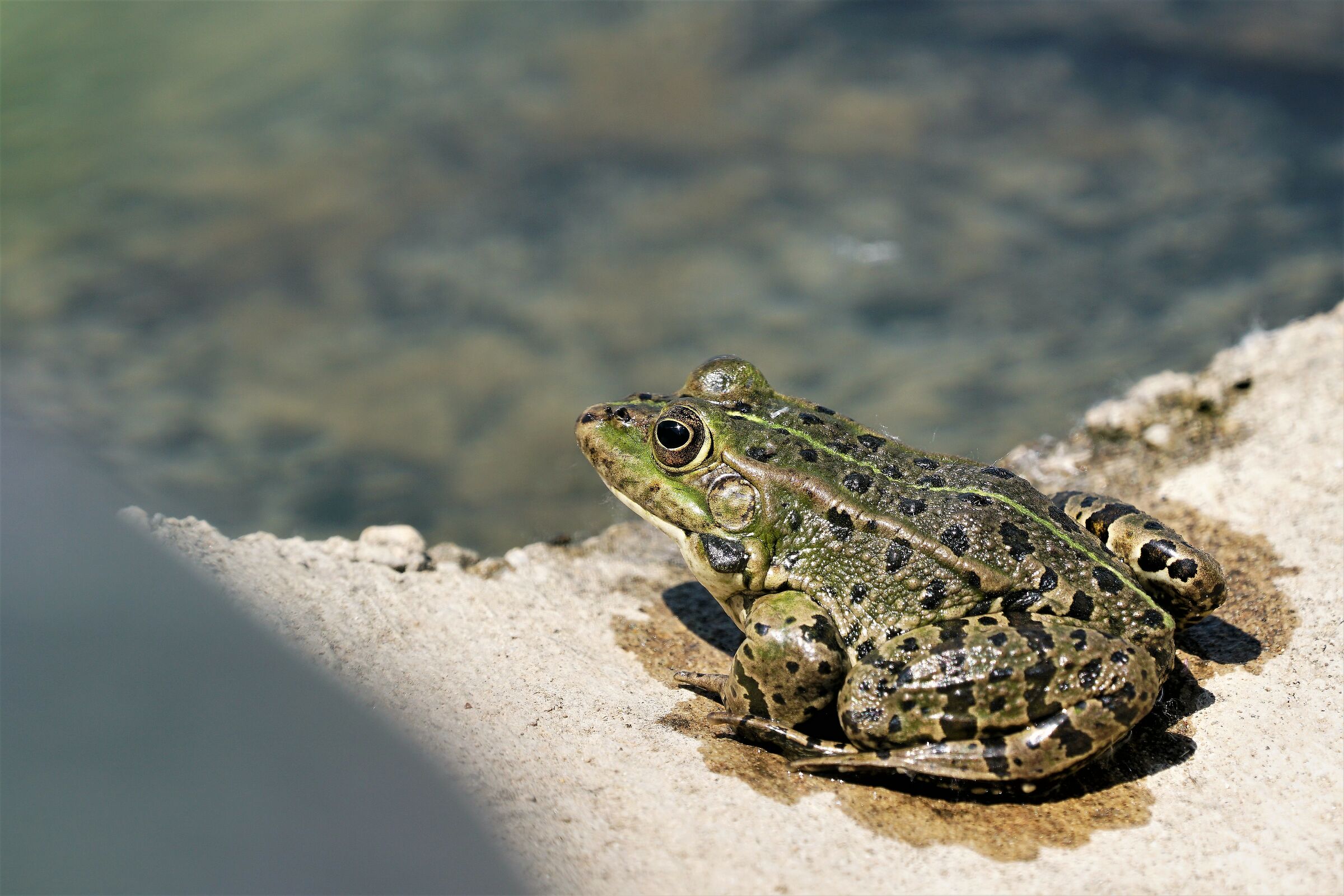 ... Even a frog deserves a shot....