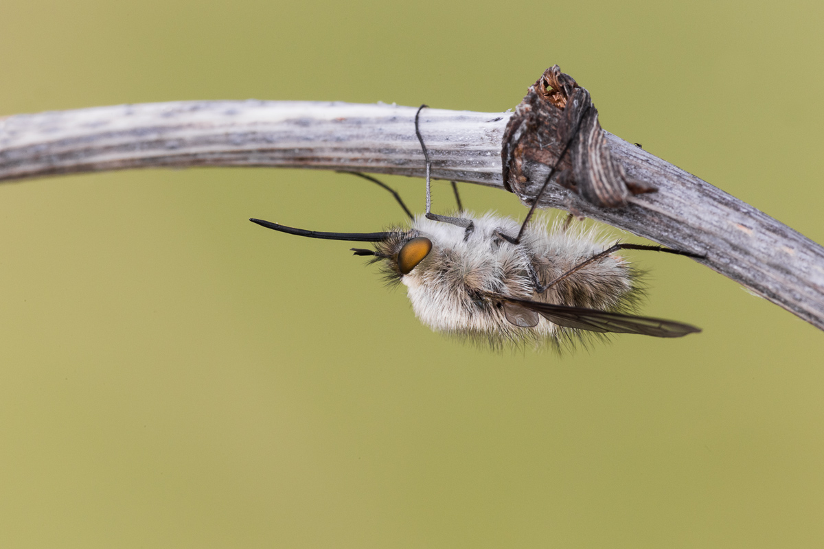 Bombilio (Bombylius Major)...