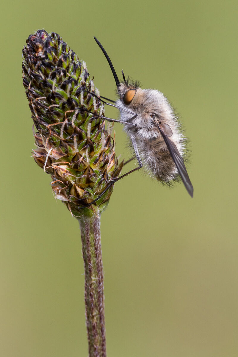 Bombilio (Bombylius Major)...