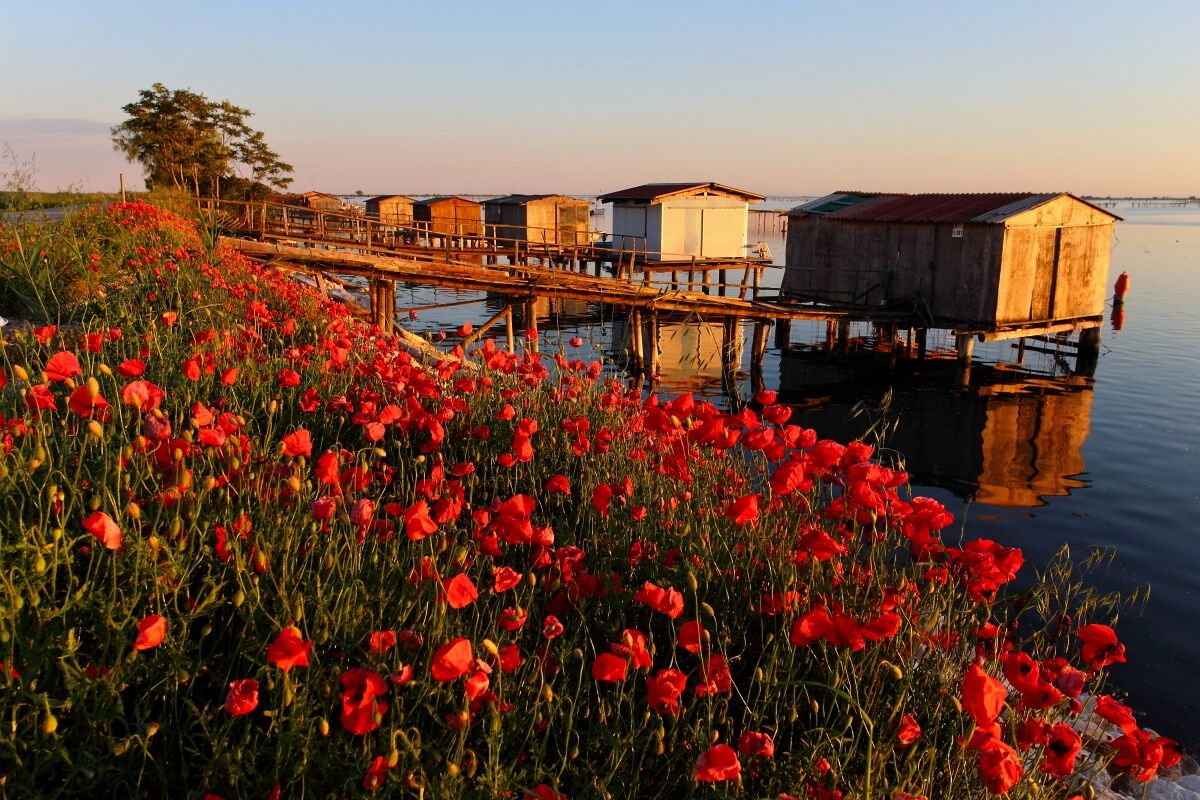 Bag of Scardovari in Red