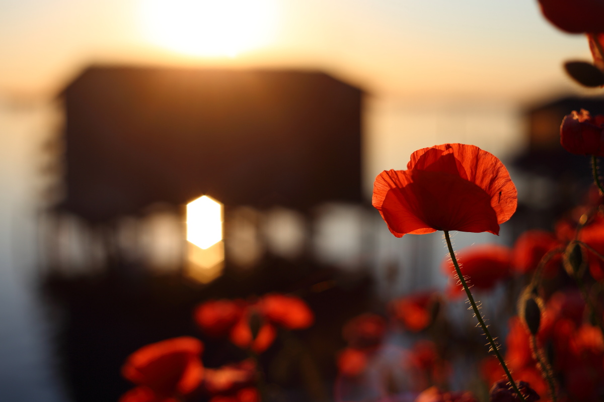 Boken in red