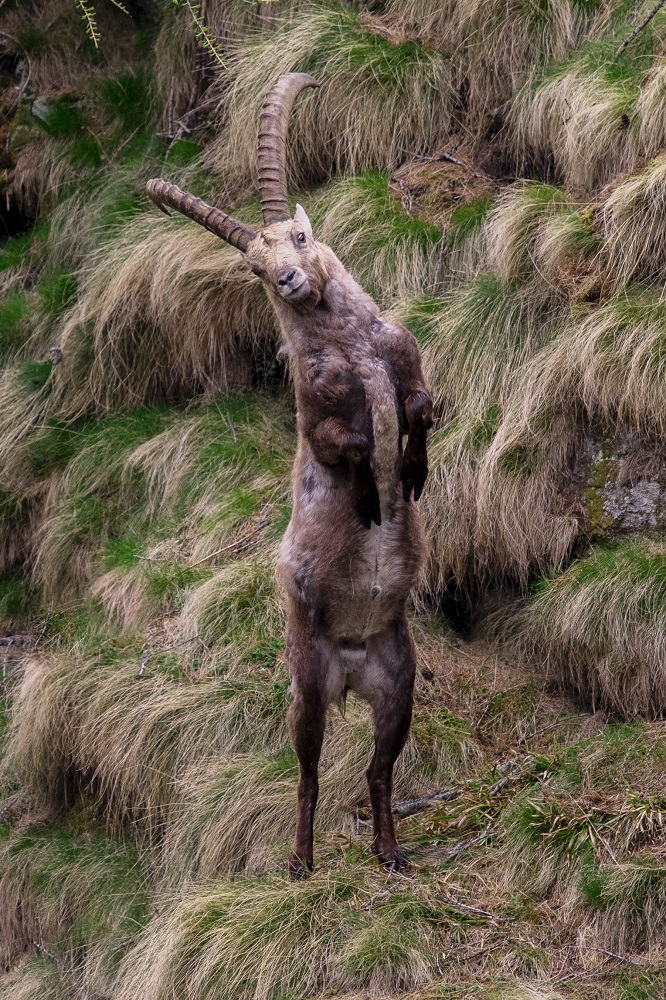 Ibex-Great paradise-May 2019