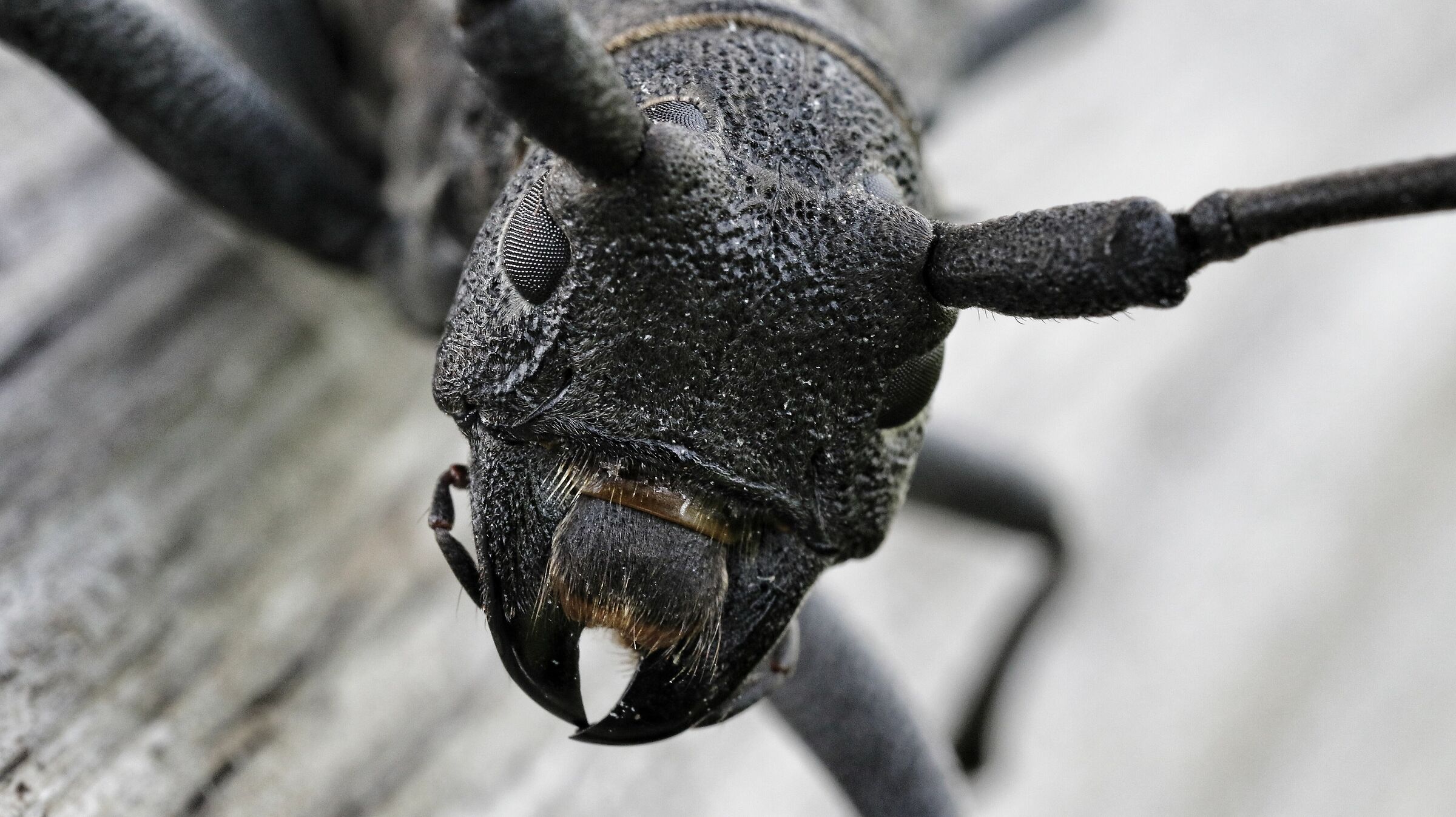 Ritratto cerambycidae