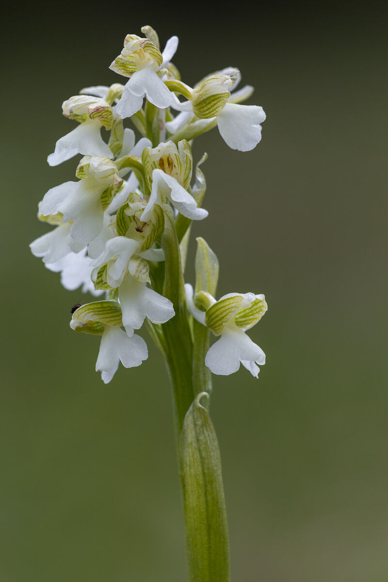 Lesser Orchid (Anacamptis morio)...