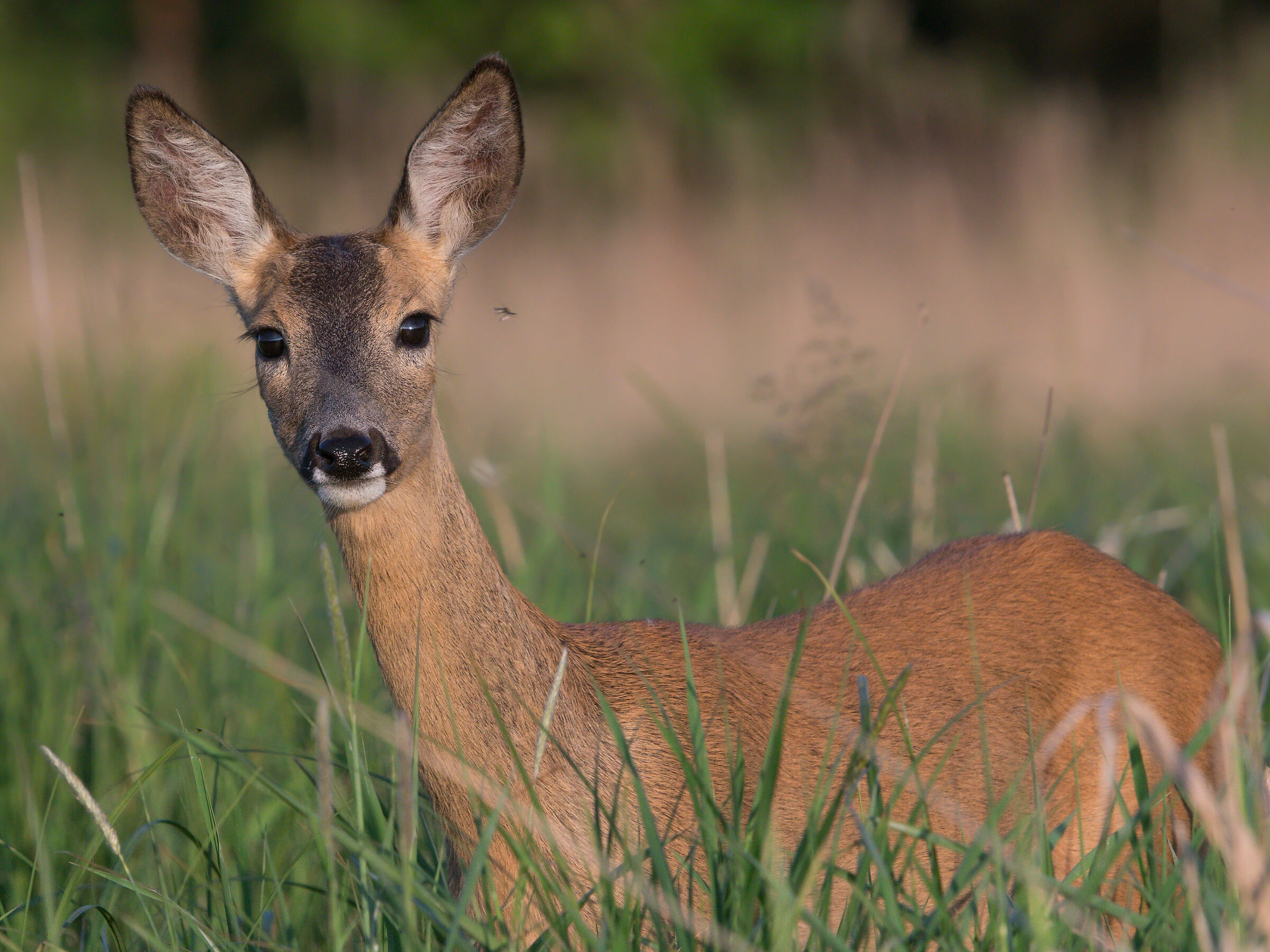 Capriolo (Capreolus capreolus)
