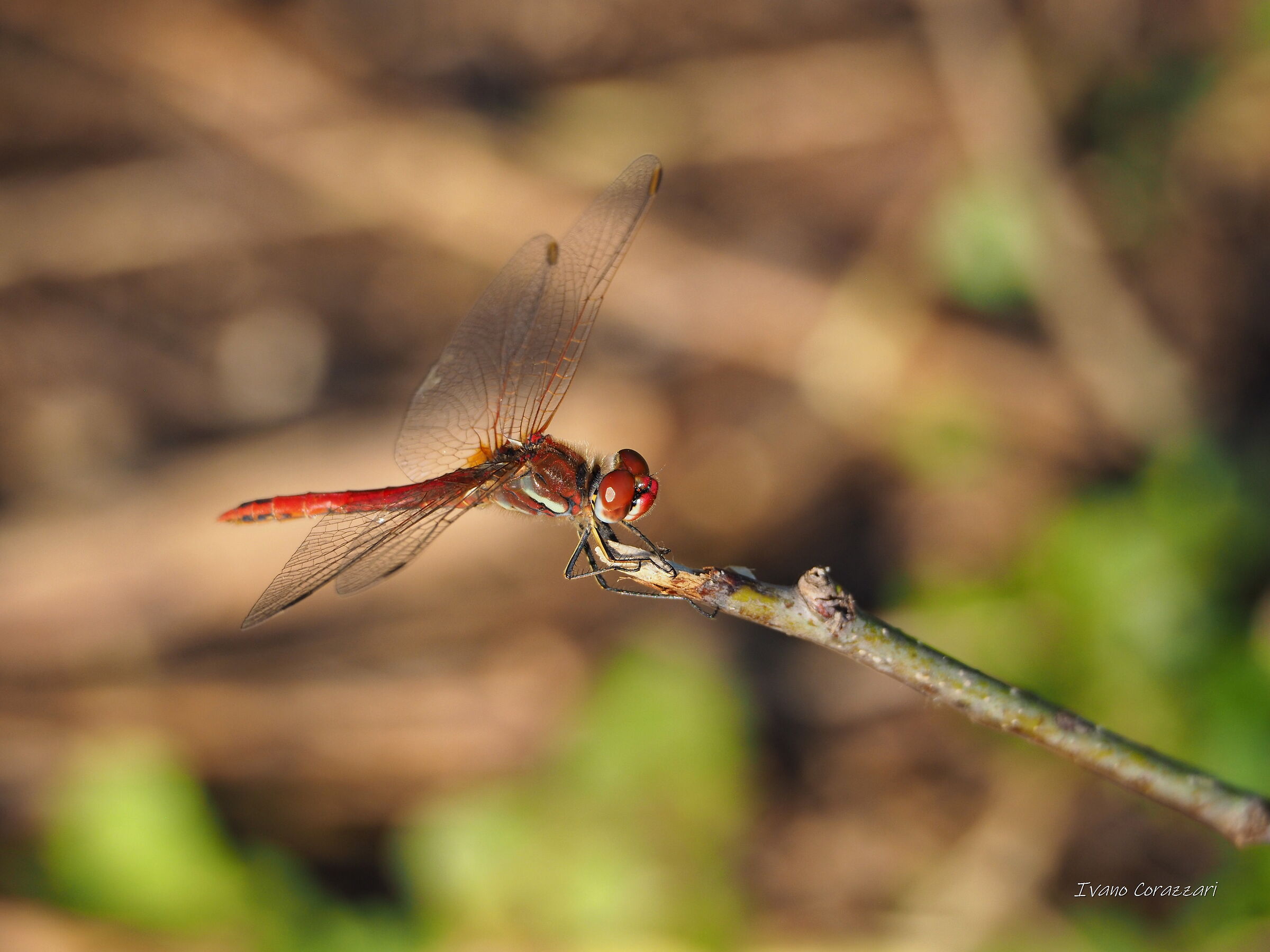 Dragonfly