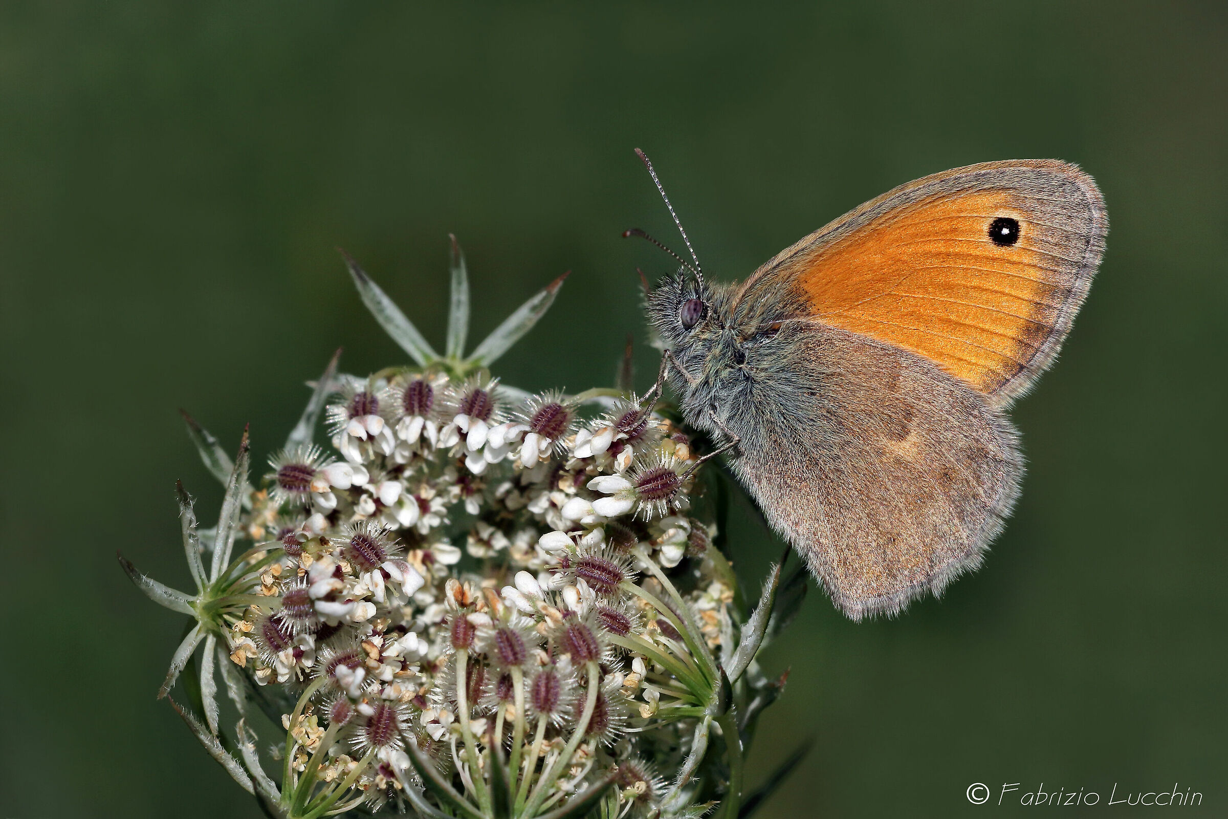 Coenonympha pamphilus