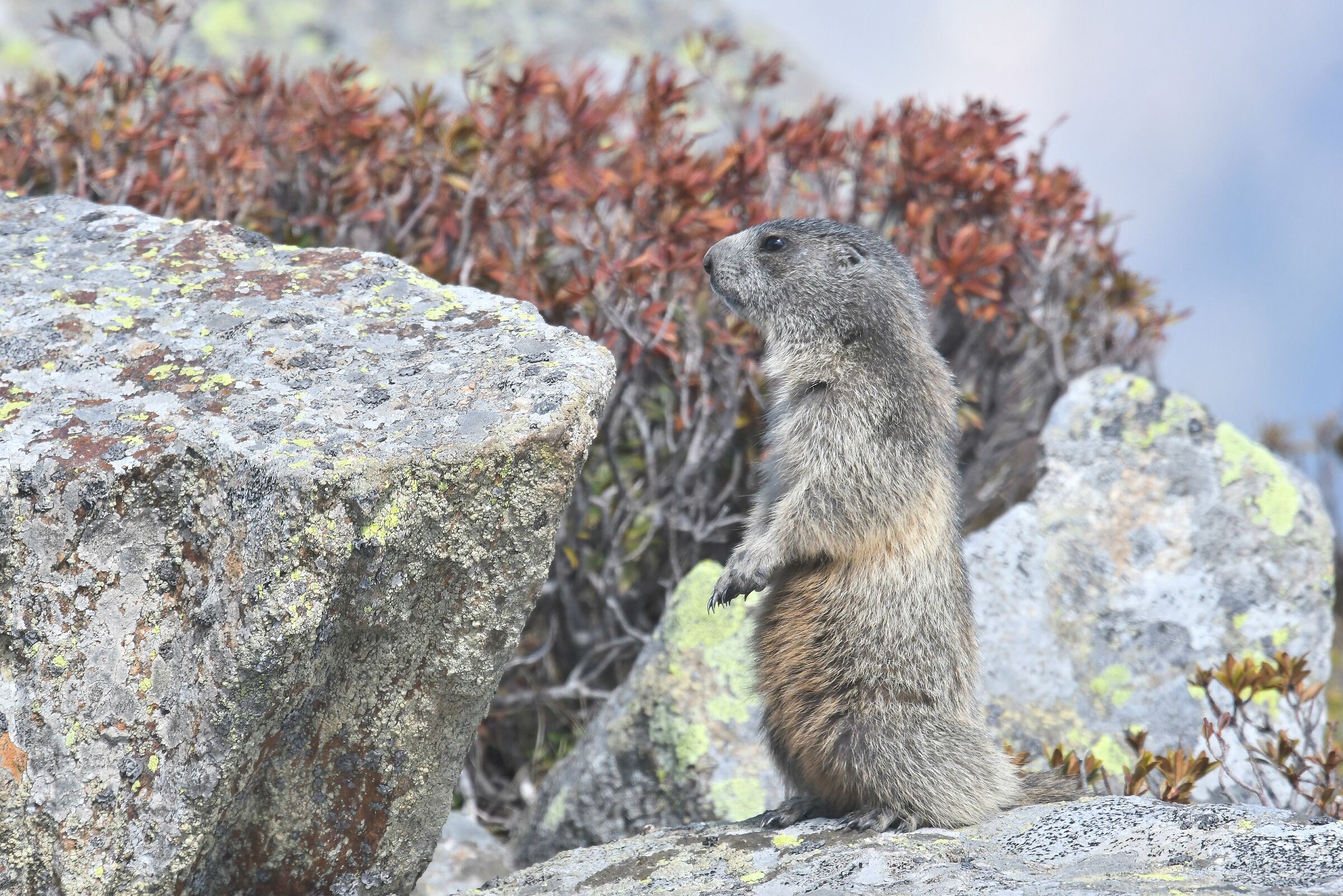 marmotta