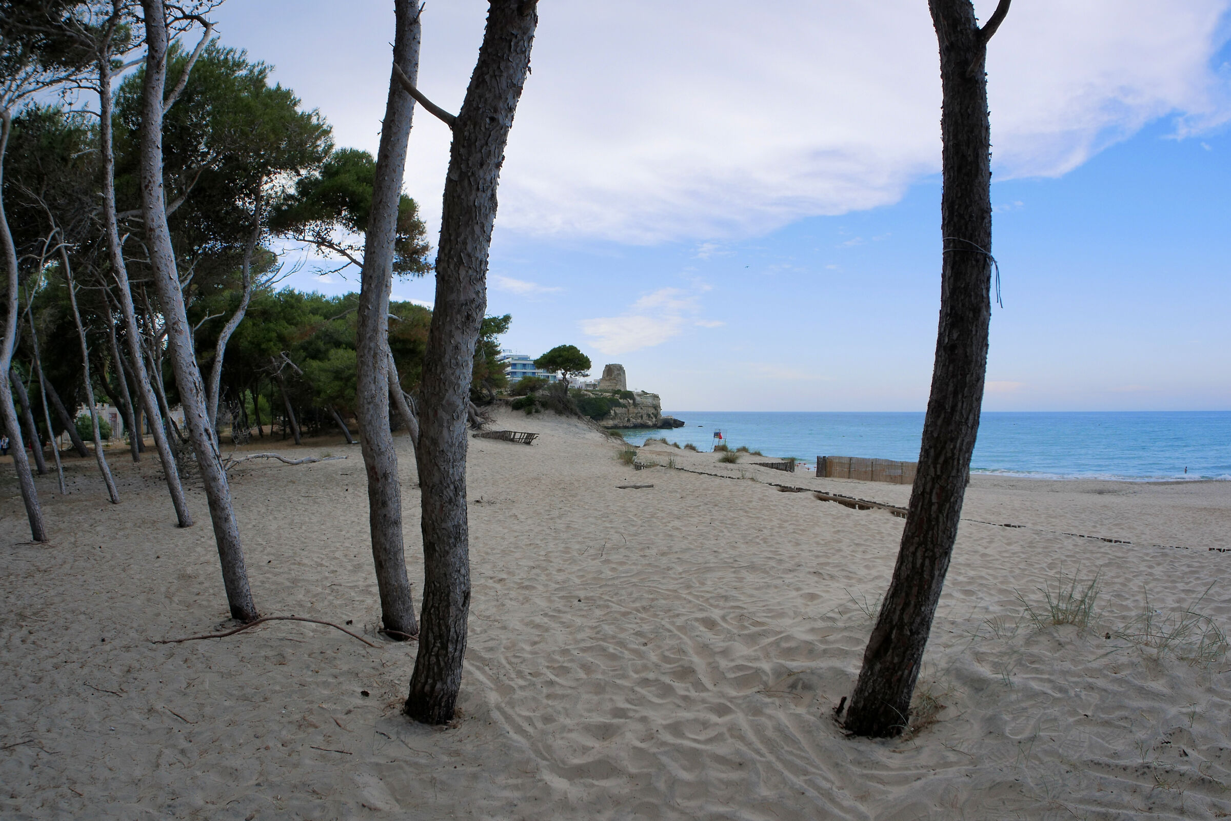 The pine forest of Torre Dell'orso