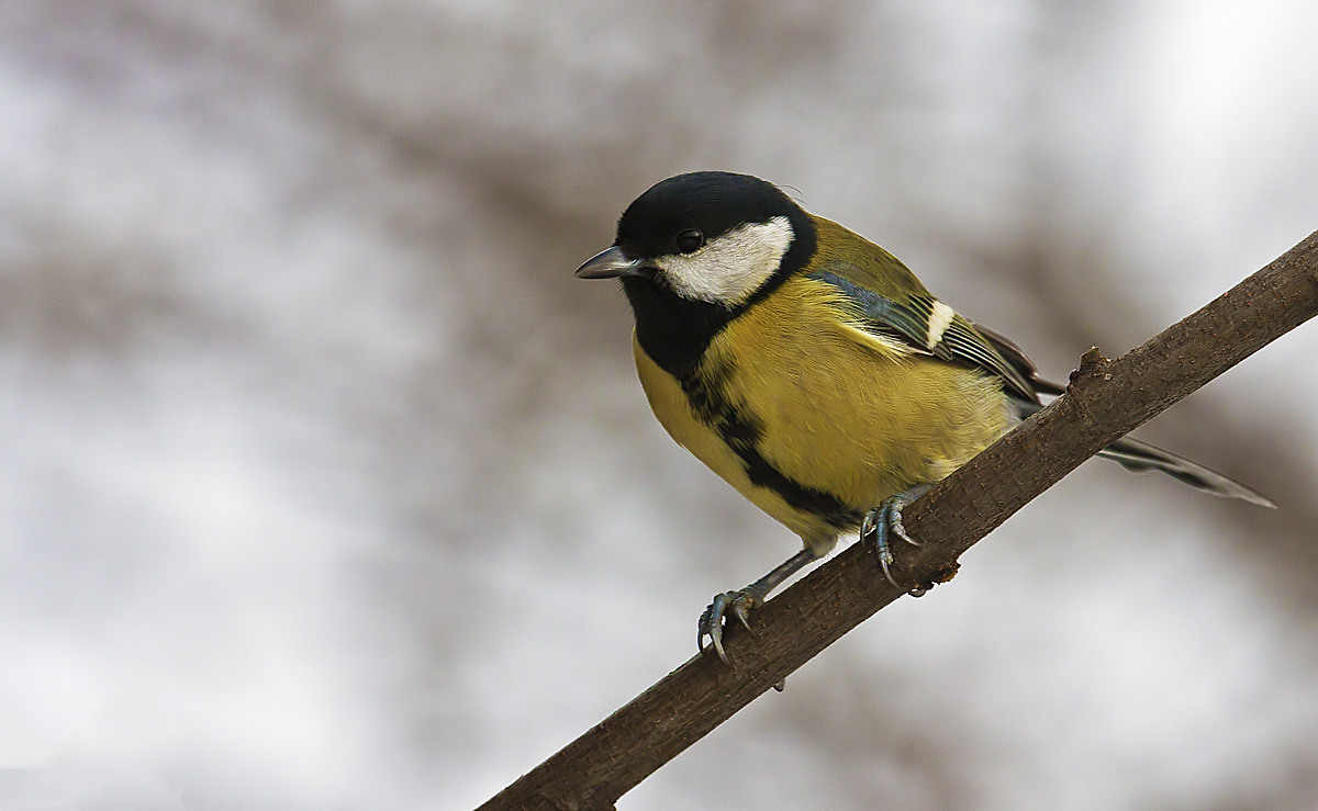 Great Tit