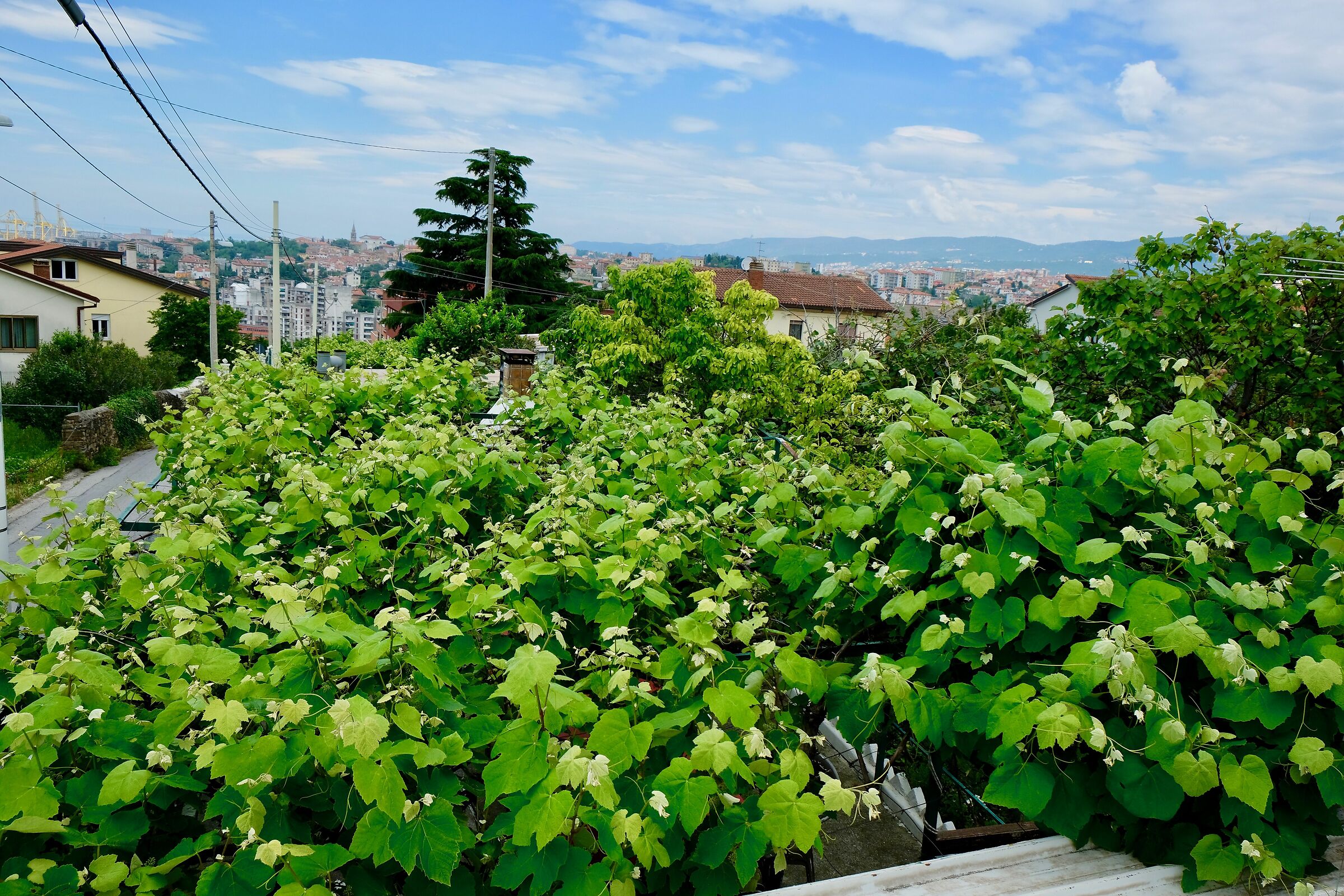 Pergola of Fragolino