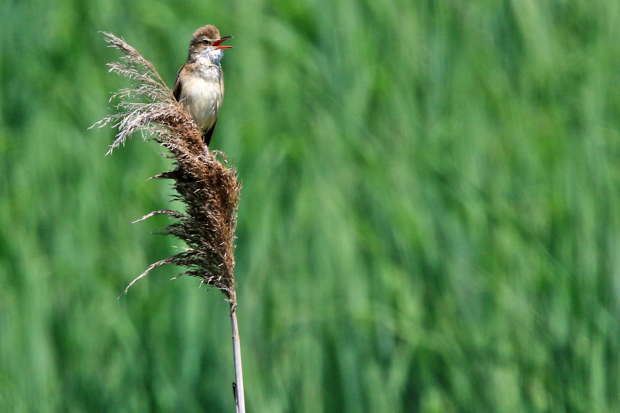 Il mio canto libero sei tu
