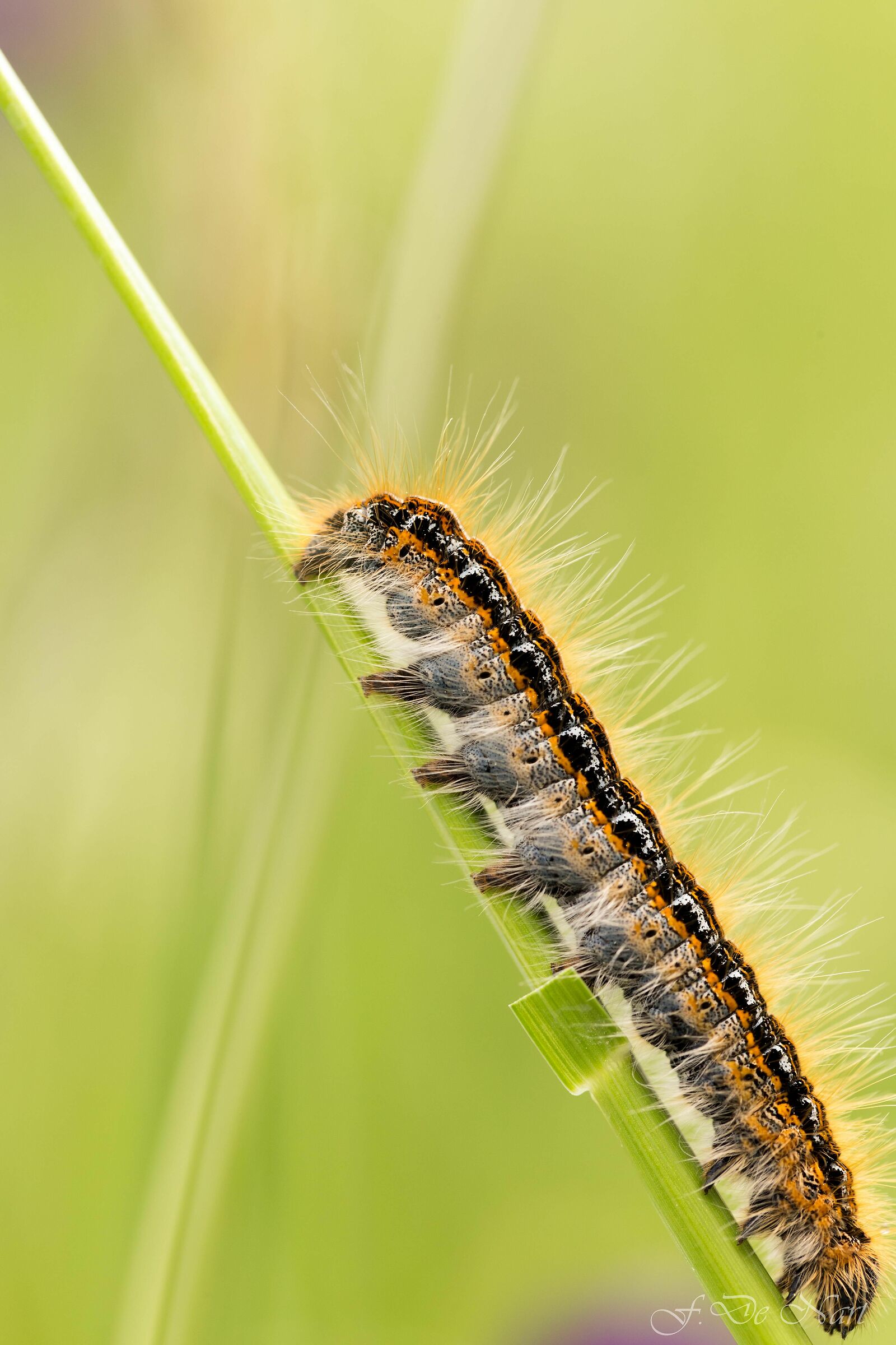Caterpillar