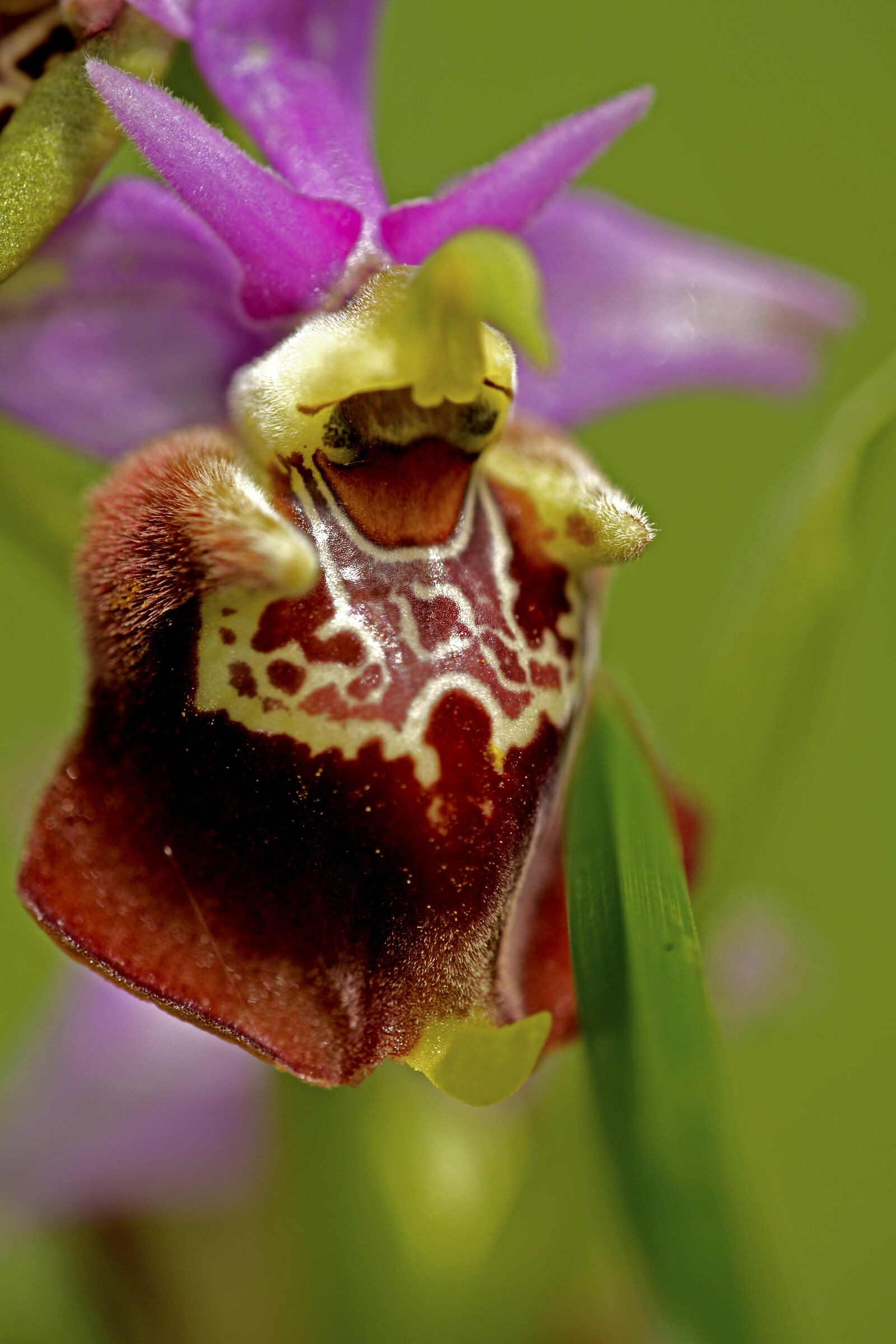 Ophrys bertolonii