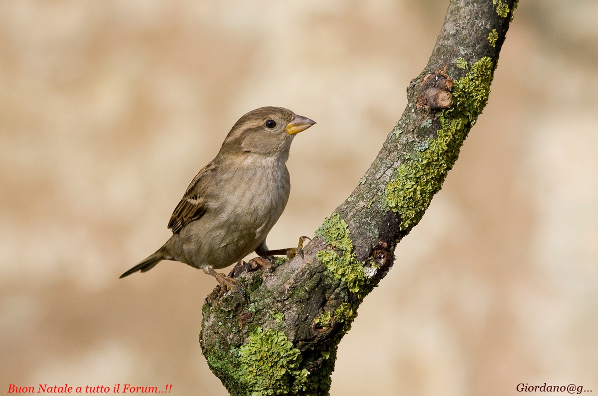 Un semplice passerotto