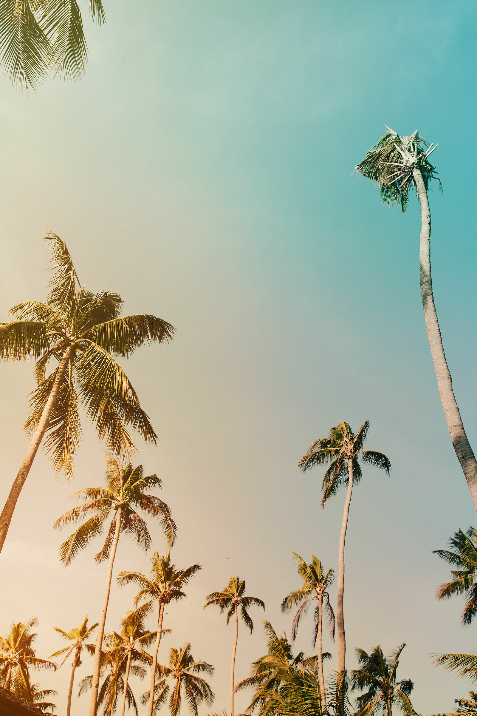 Palm Trees in Bohol, Philippines