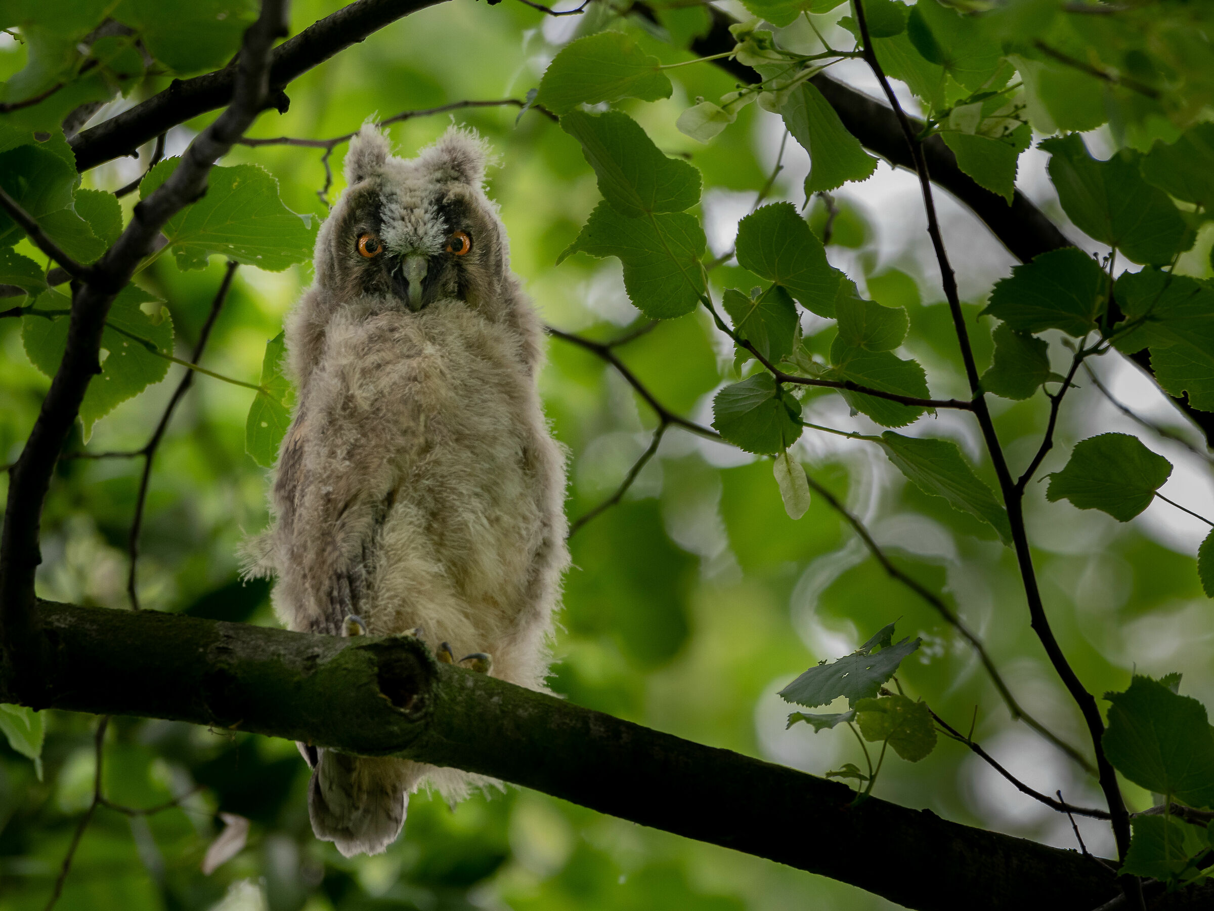 Long-eared Owl (Asio otus)