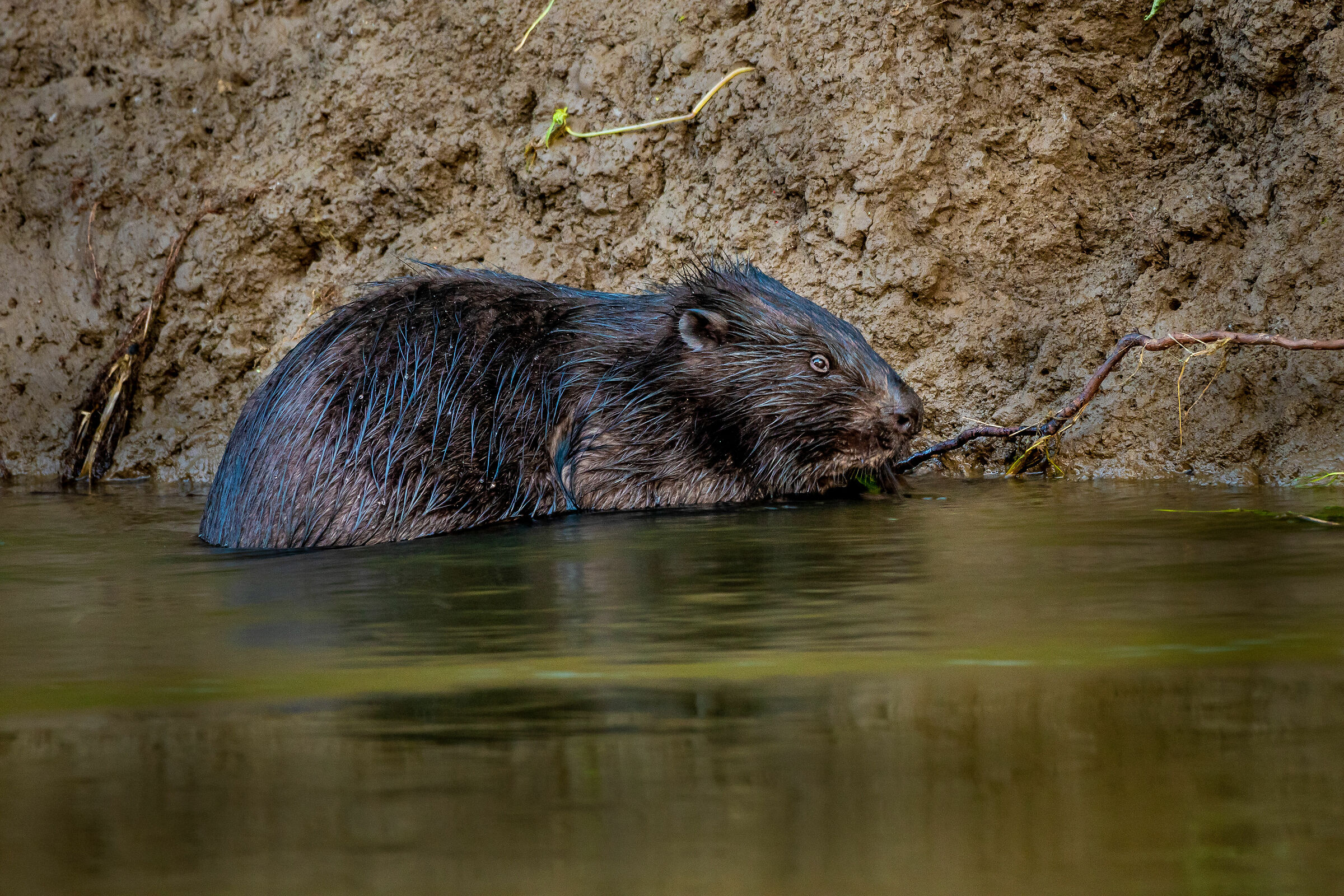 Eurasian beaver (Castor fiber)