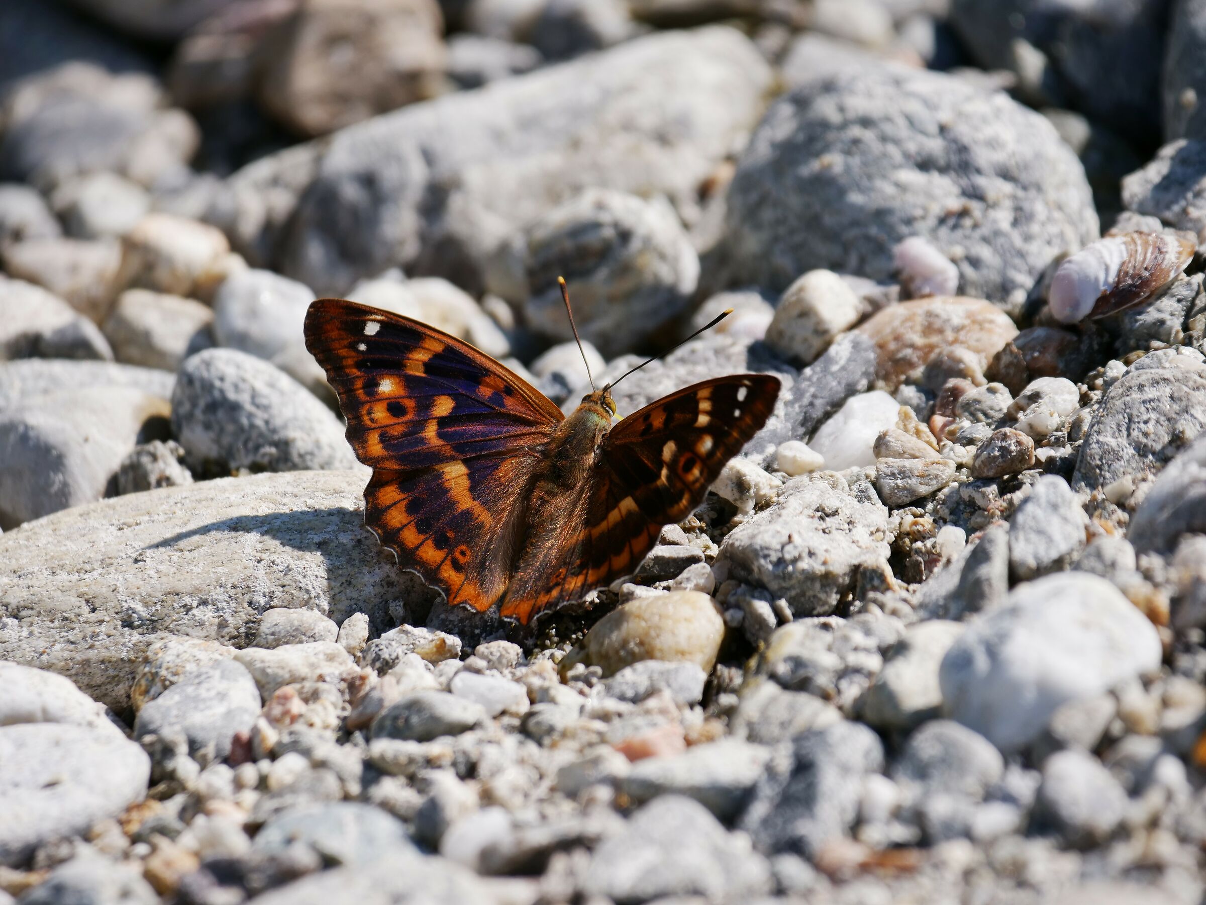 Apature Ilia F. Clytie Denis & Schiffermuller