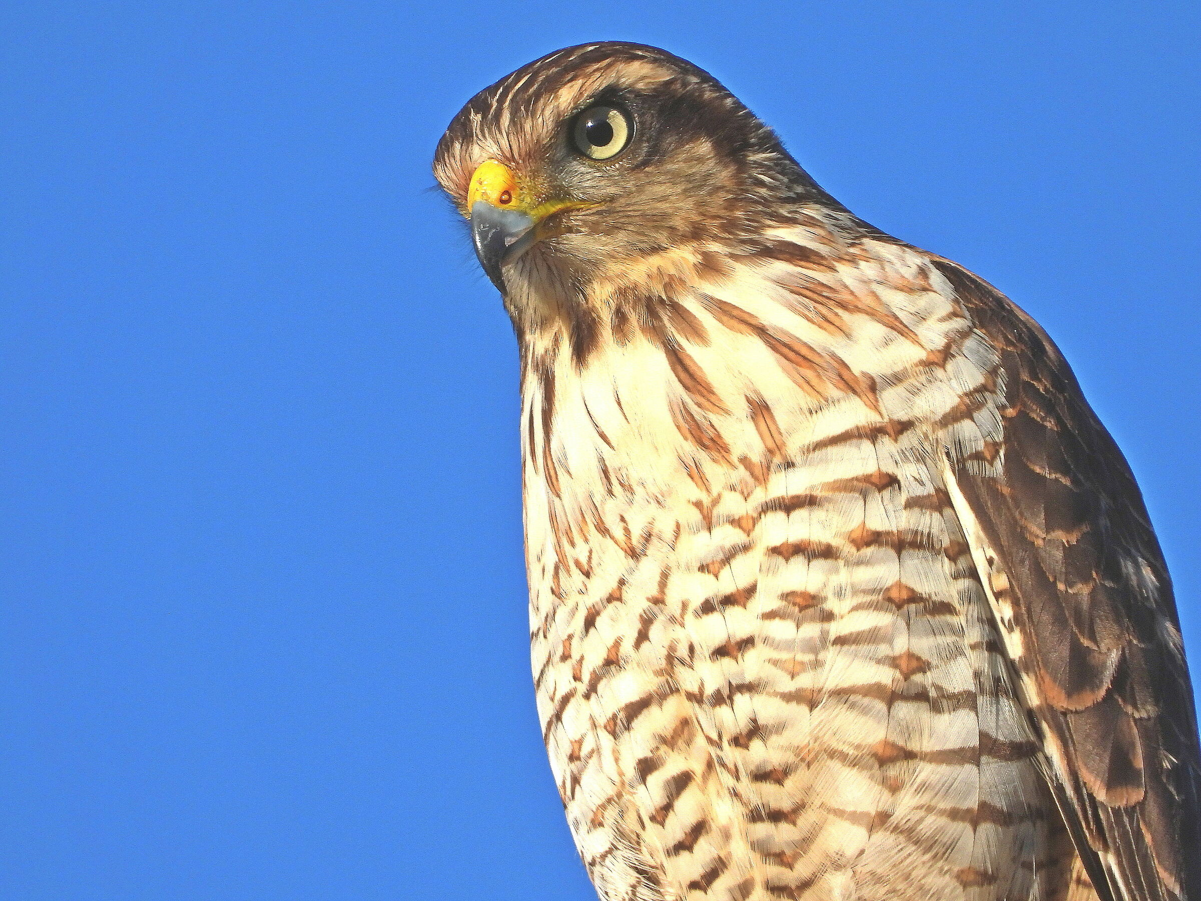 El Guardian de la Almona-Jujuy-Argentina