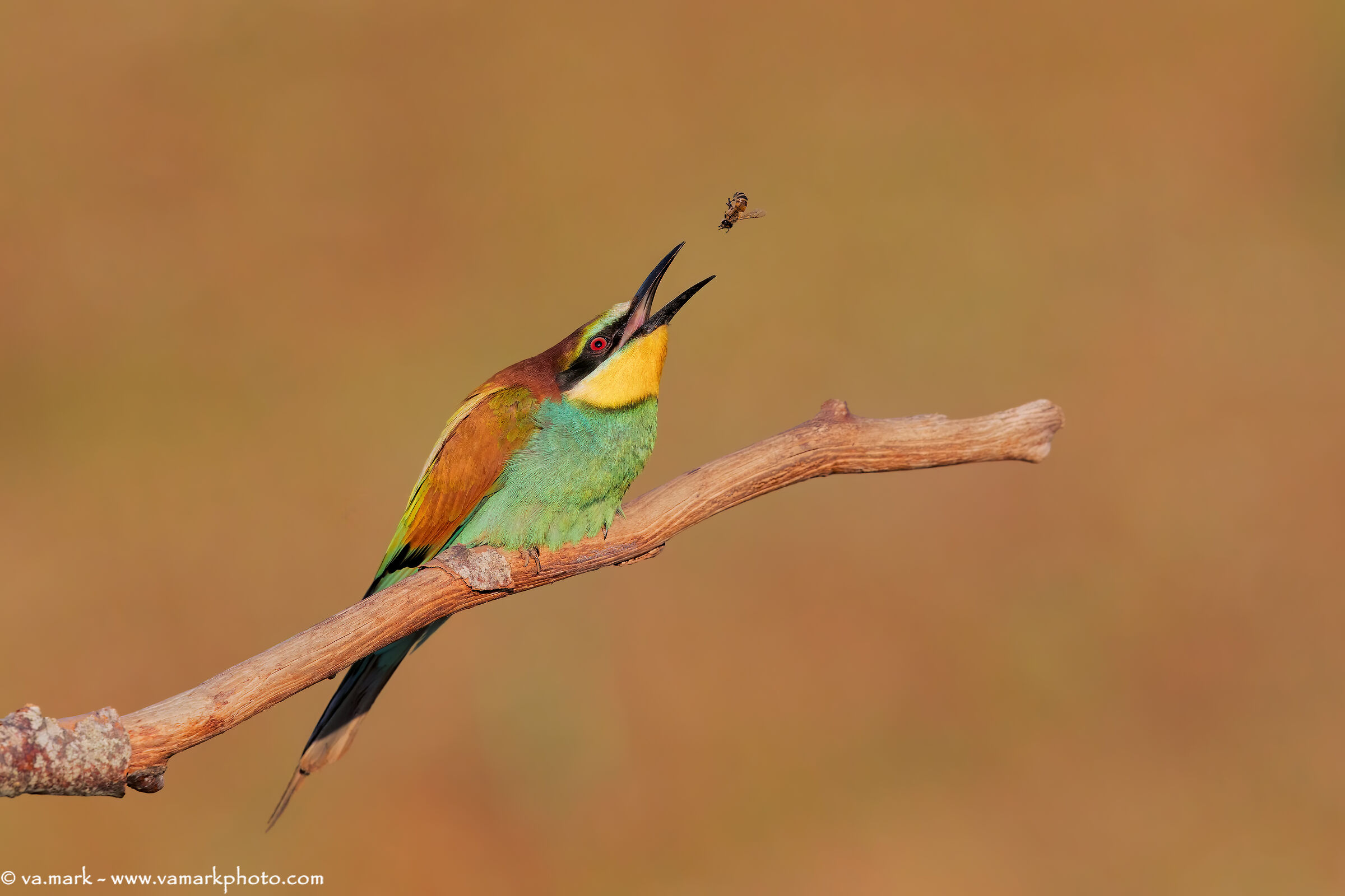 Bee Eater