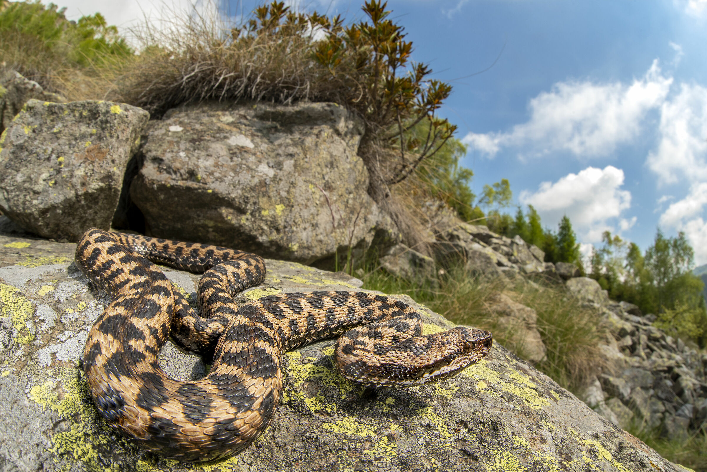 Vipera Aspis