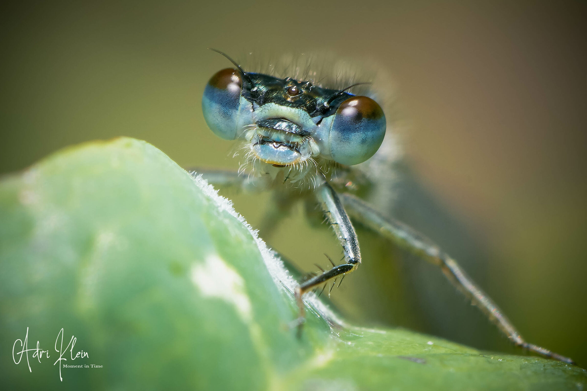Dragonfly