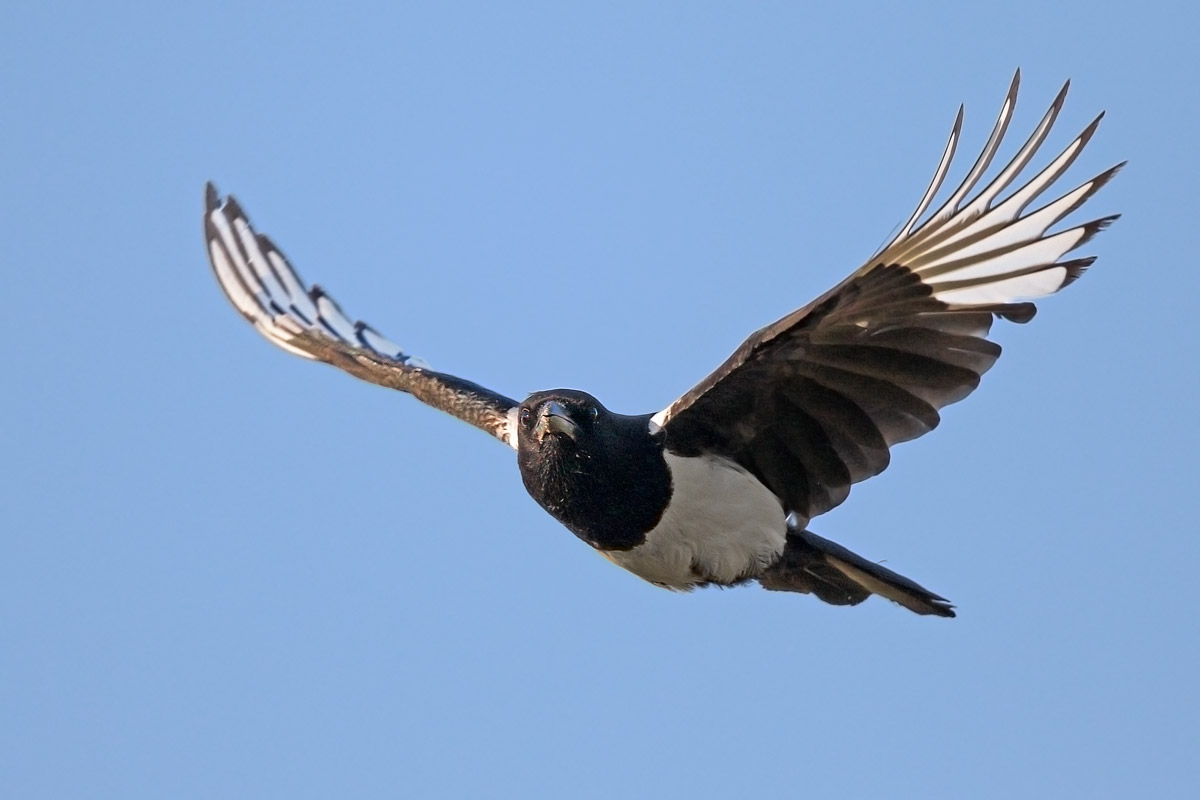 Magpie