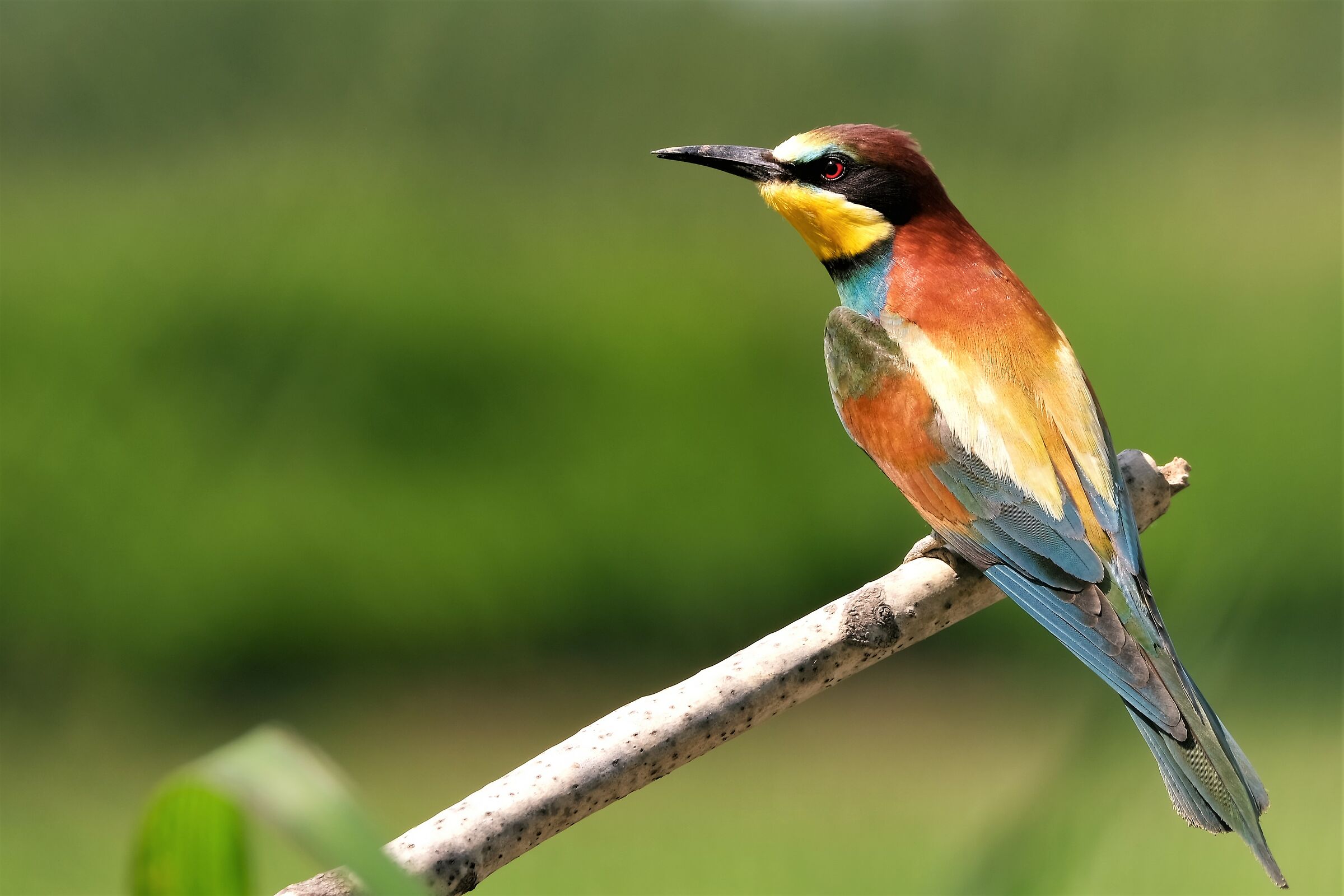 Bee-eater in the sun