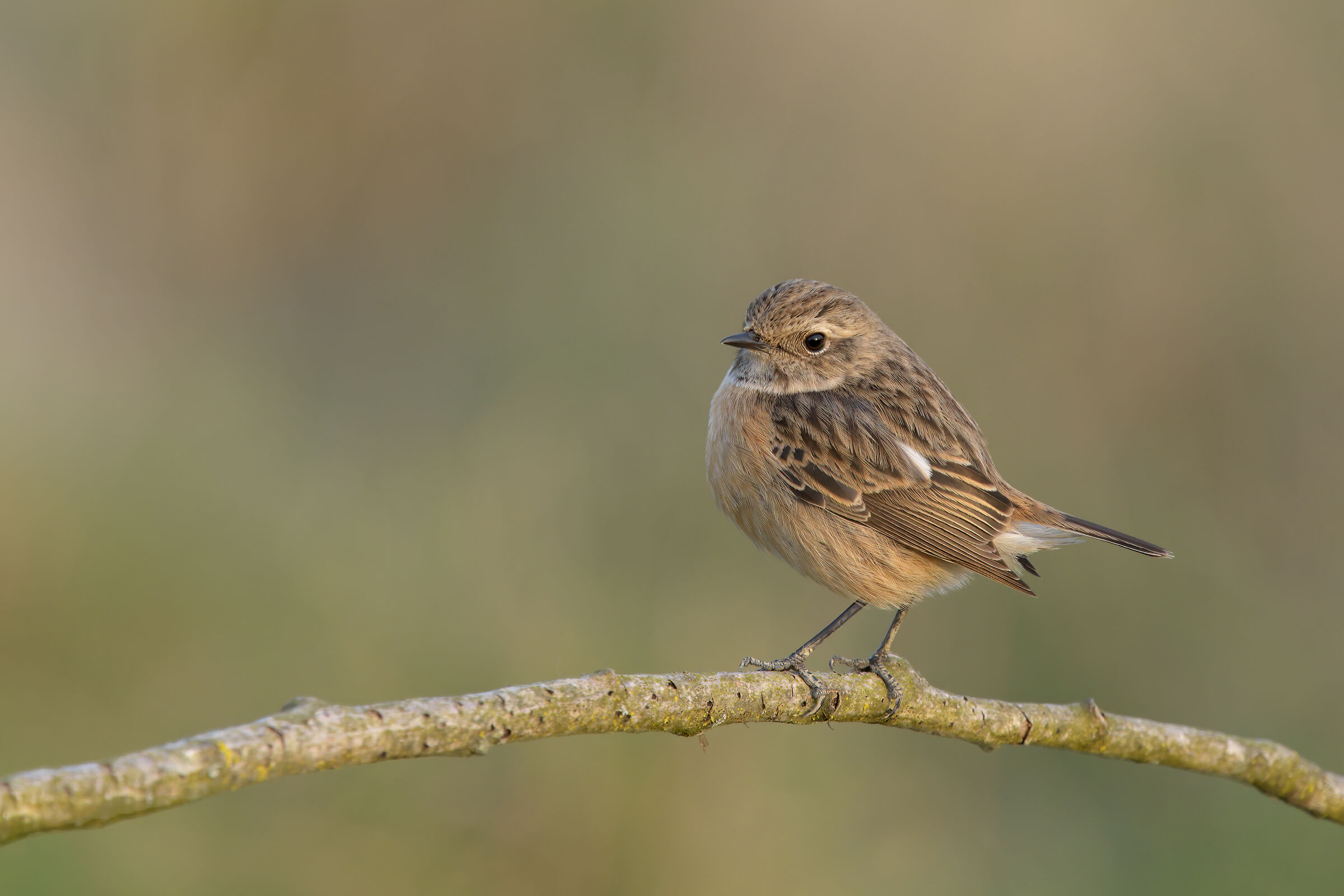 Saltimpalo (Saxixola Rubicola)