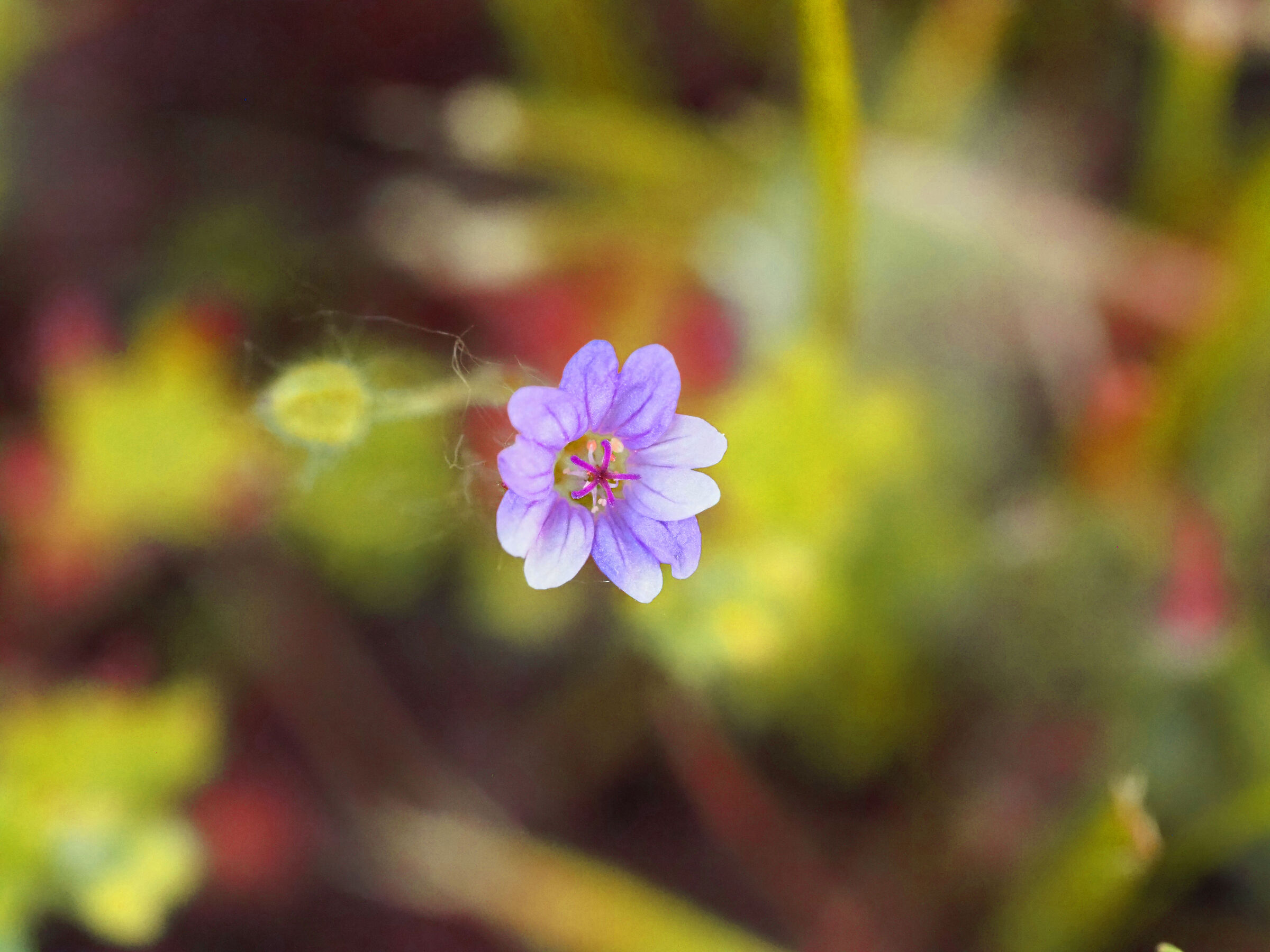 non ti dimenticare di loro
