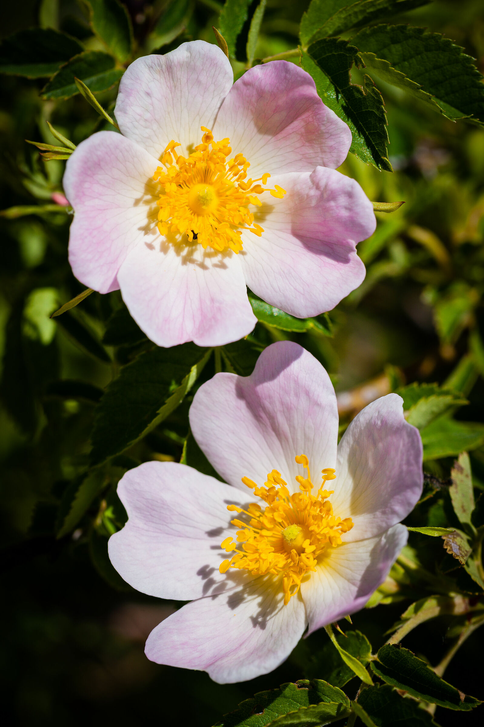 Wild roses...