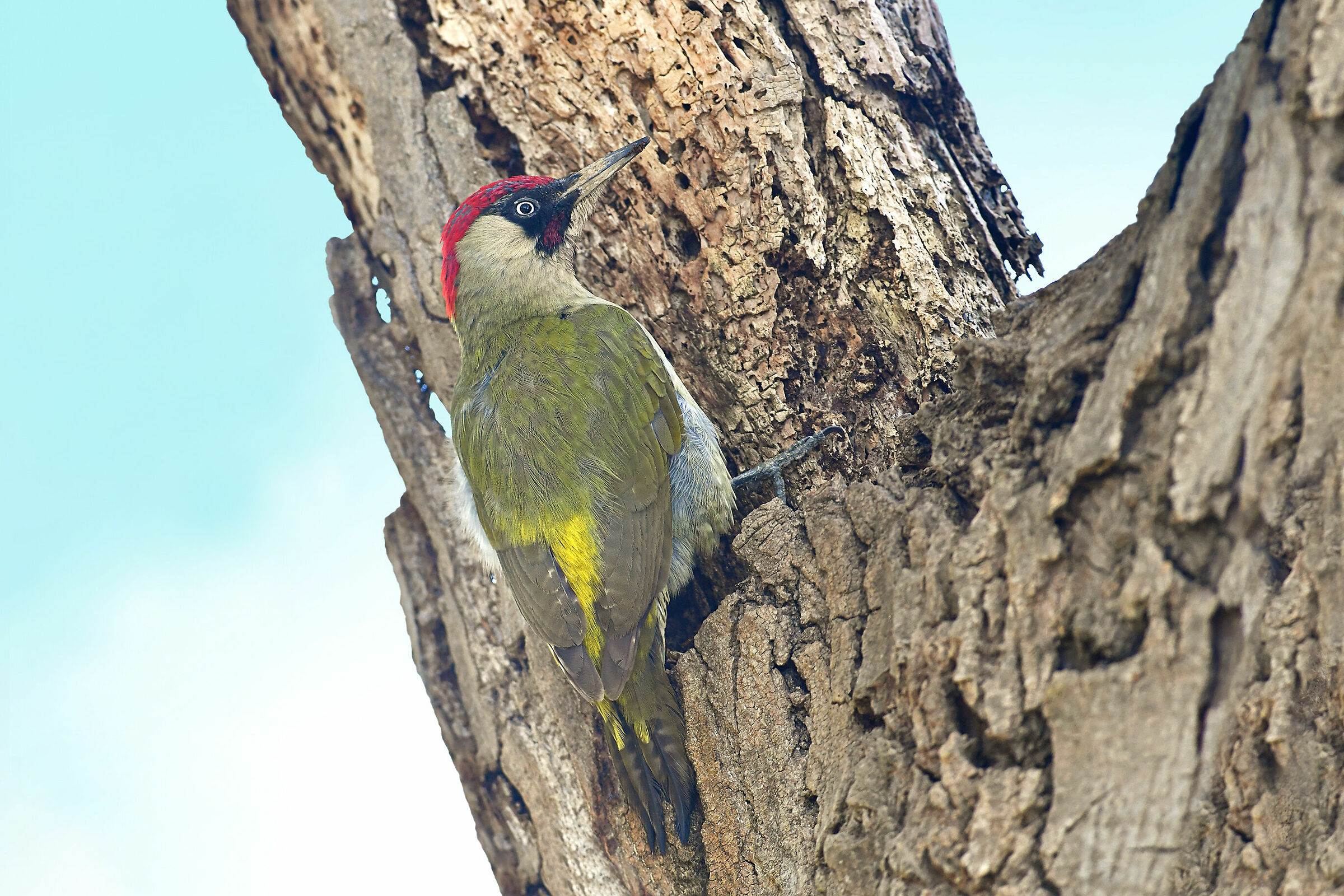 Stories of Feathers 4 (green woodpeckers)