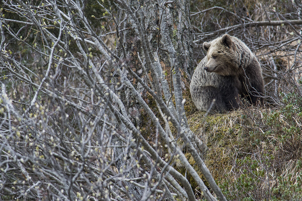 Bear.... Adamello Brenta Nature Park