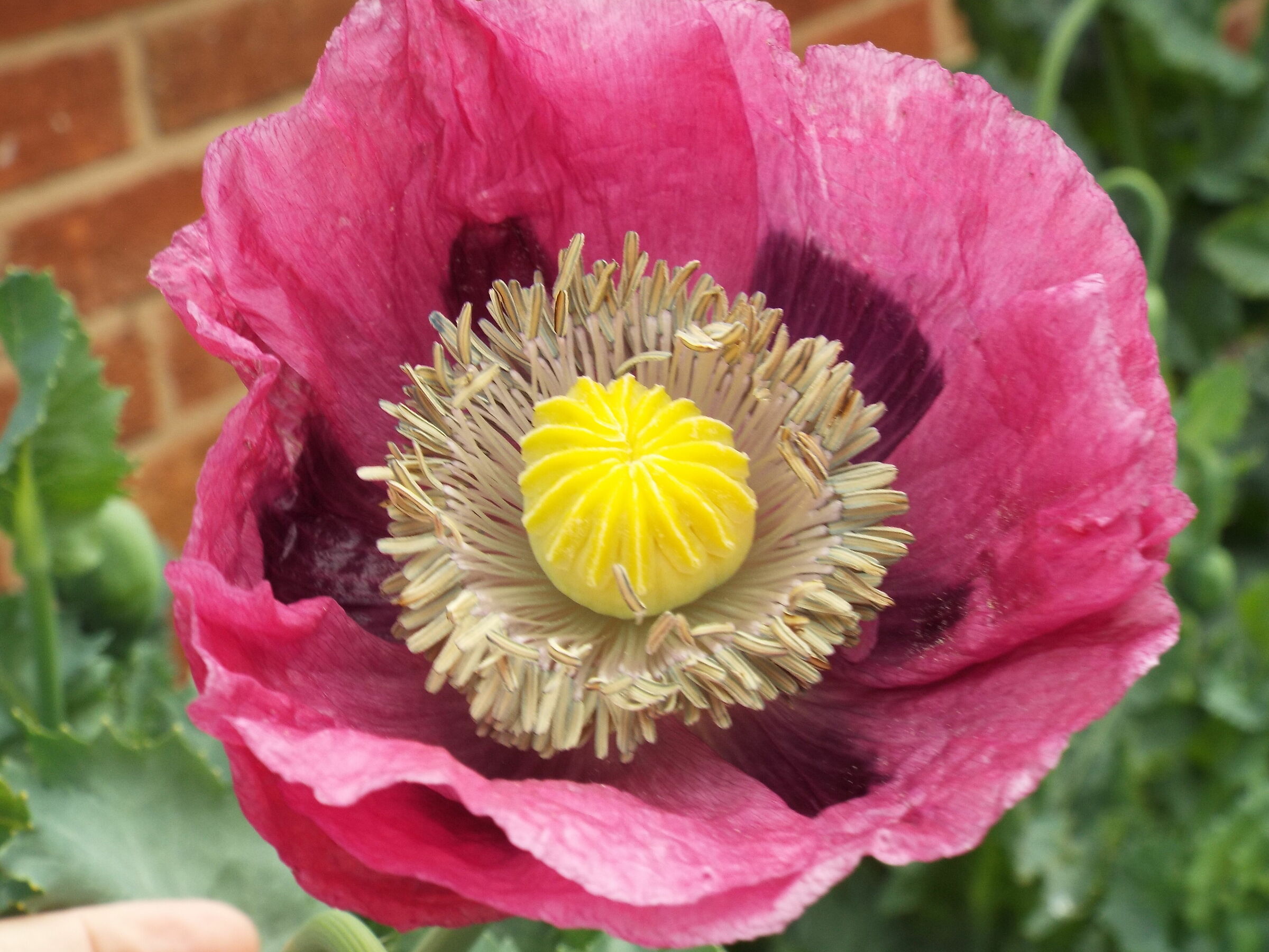 poppy