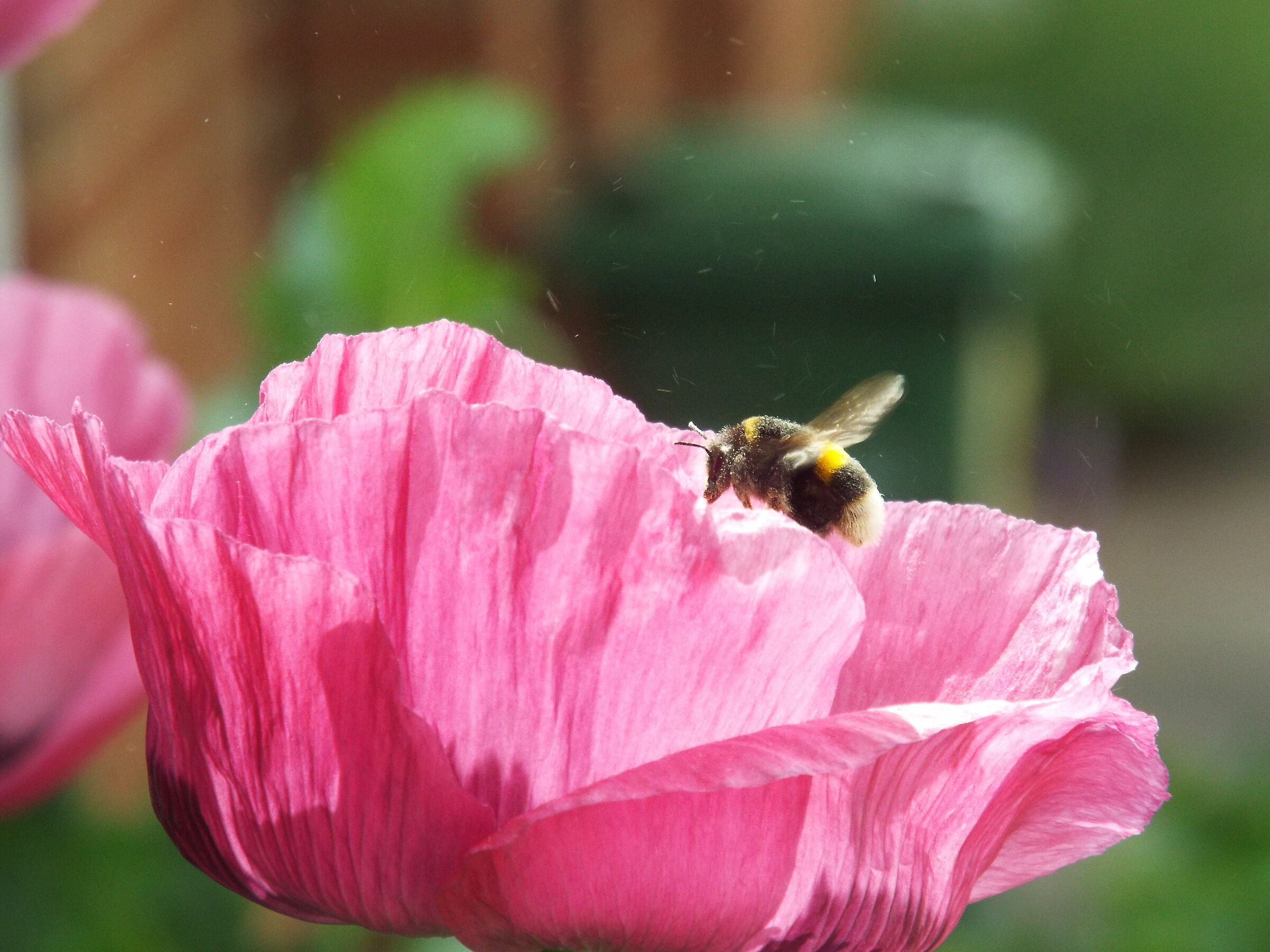 bee in poppy