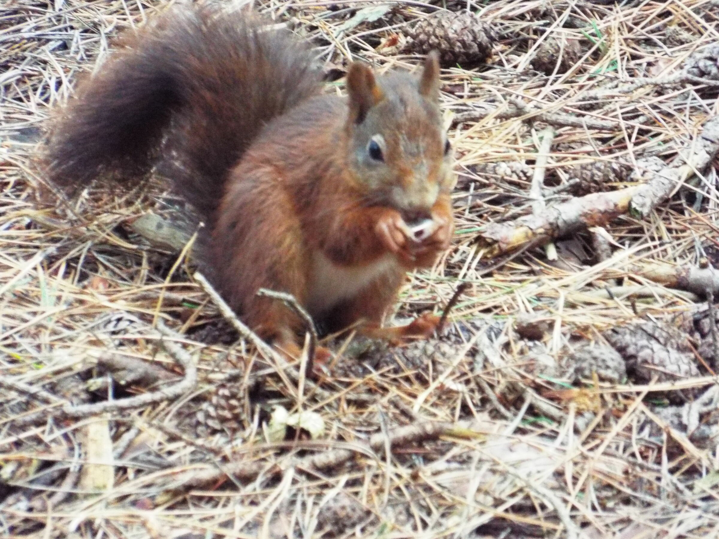 red squirrel